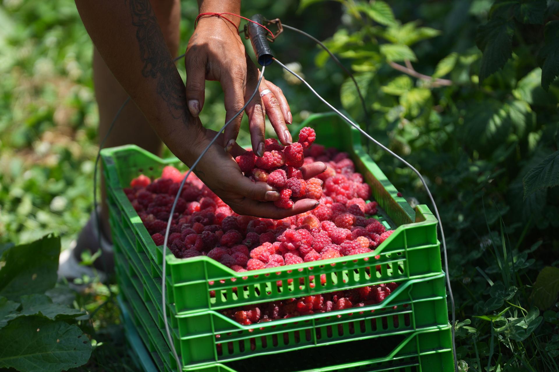 A raspberry picker placing picked fruit into a basket on a hillside near the town of Arilje, Serbia, Friday.