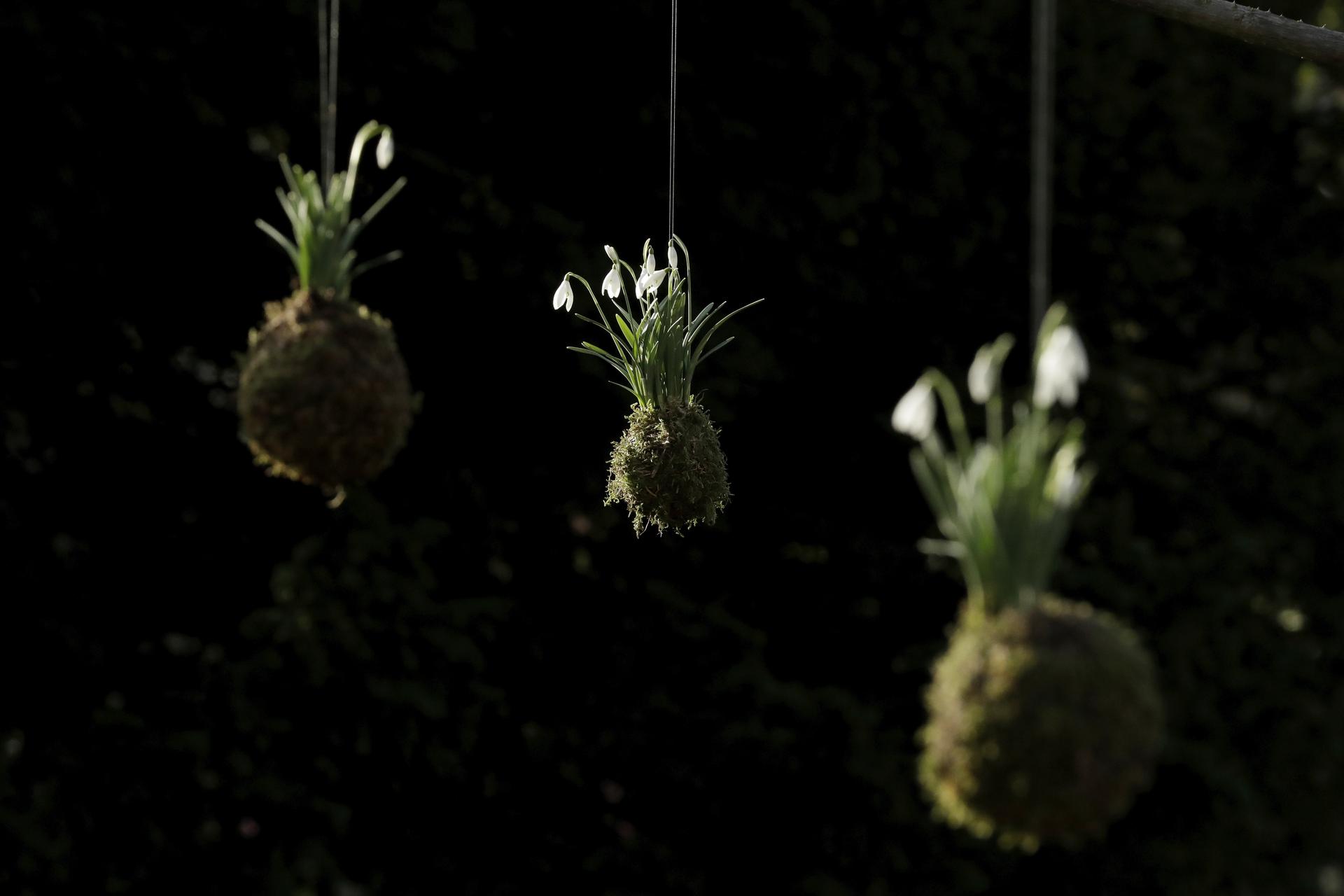 Snowdrop flowers are displayed hanging from tree branches in the Japanese 'kokedama' style at Chelsea Physic Garden in London, in 2018. 