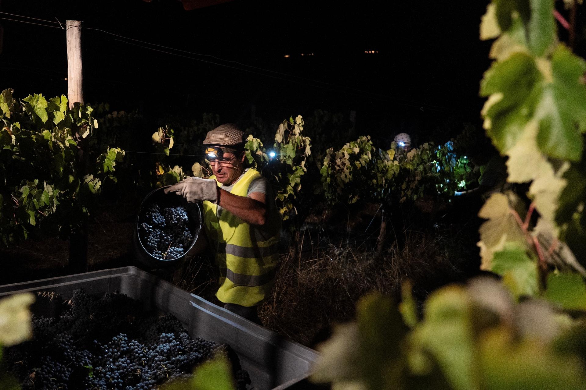 Foreman Vitor Lucas unloads a bucket of wine grapes on a tractor during a night harvest at the Herdade da Fonte Santa vineyard near Vimieiro, Portugal, on Sept. 17. (AP Photo/Ana Brigida)