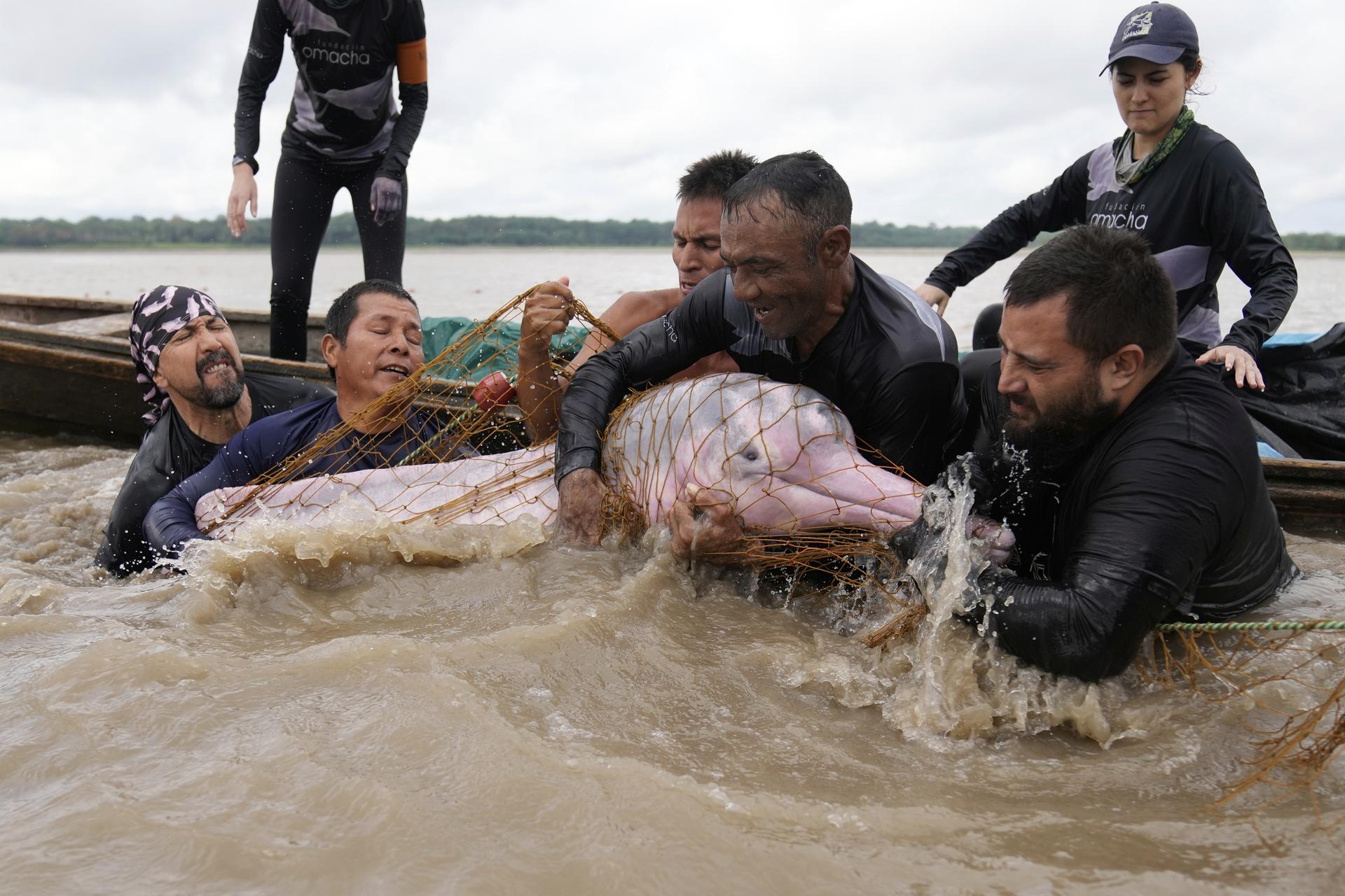 Scientists and veterinarians capture a pink river dolphin in the Amazon River to perform health checks on Sept. . (AP Photo/Fernando Vergara)