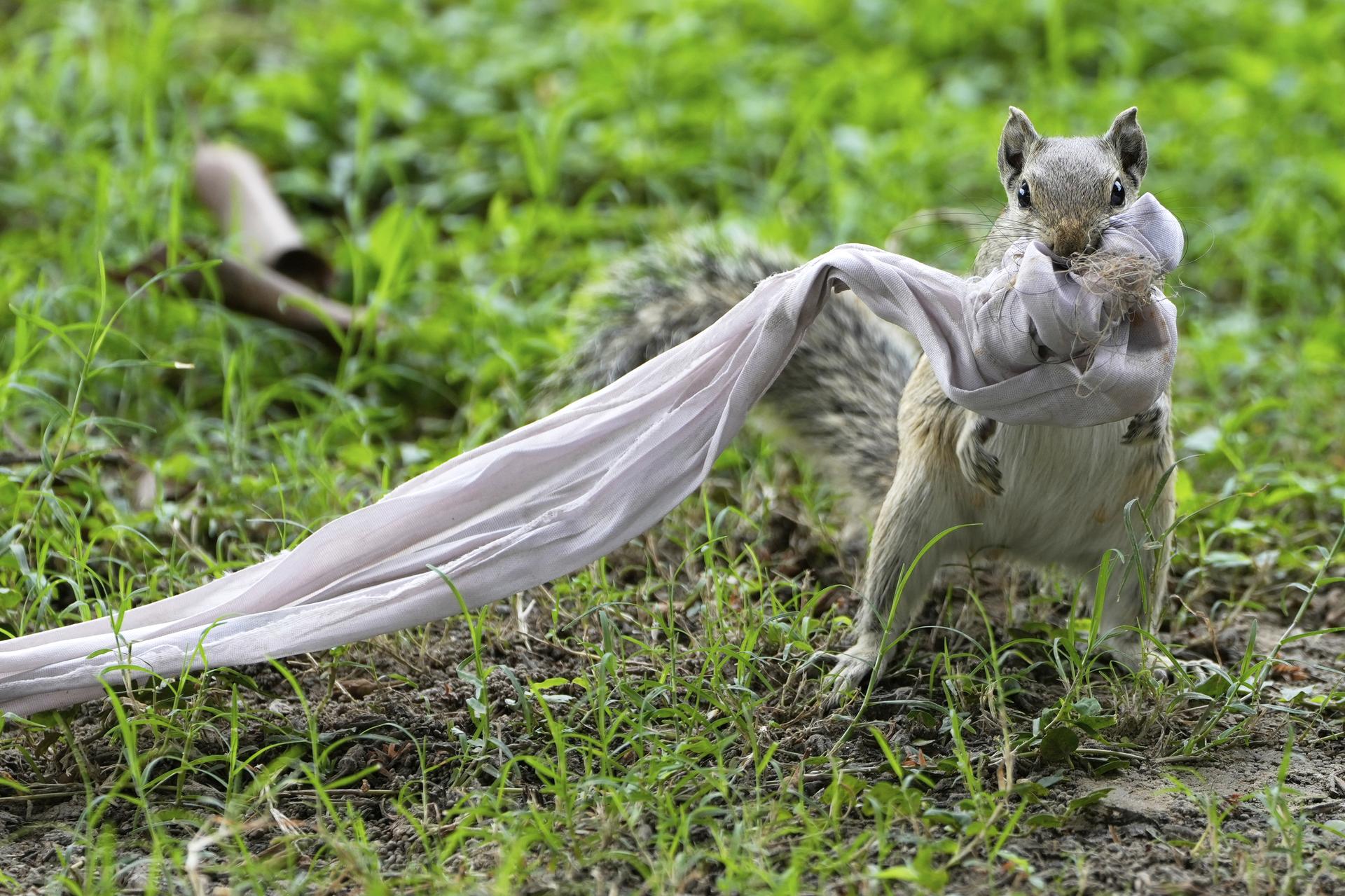 A squirrel wraps up a piece of cloth for its drey at a garden in Kolkata, India, in June.