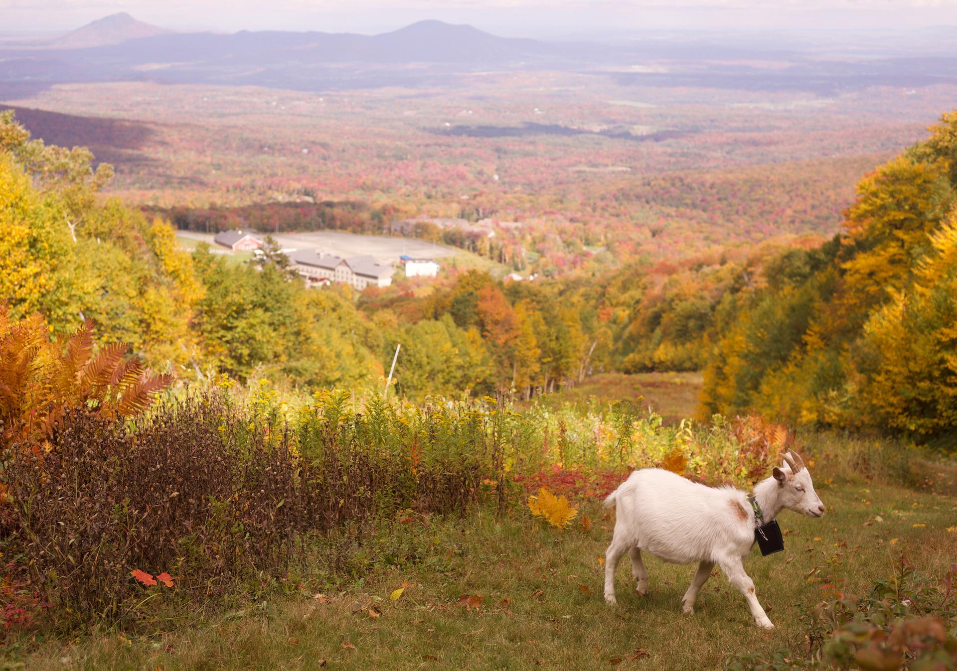A goat wearing a geofence collar walks on a ski slope at Jay Peak Resort on Friday. (AP Photo/Amanda Swinhart)