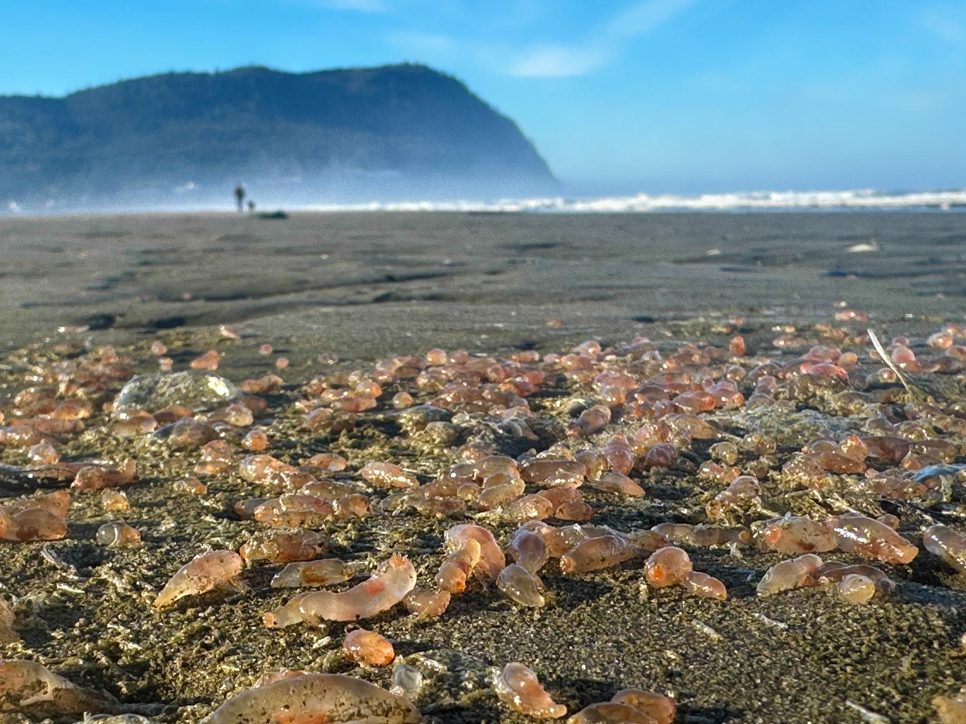 This photo provided by Seaside Aquarium shows skin breathing sea cucumbers sitting on a beach in Seaside, Oregon, on Tuesday. (Tiffany Boothe/Seaside Aquarium via AP)