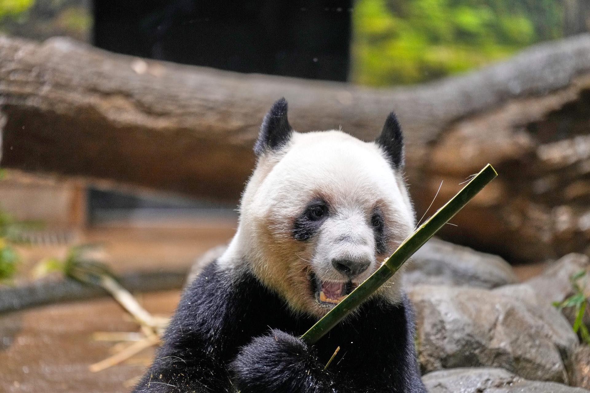 Giant panda Lei Lei eats bamboo at Ueno Zoo in Tokyo, Tuesday, a day after Japan announced the pandas will be returned to China in January 2026.