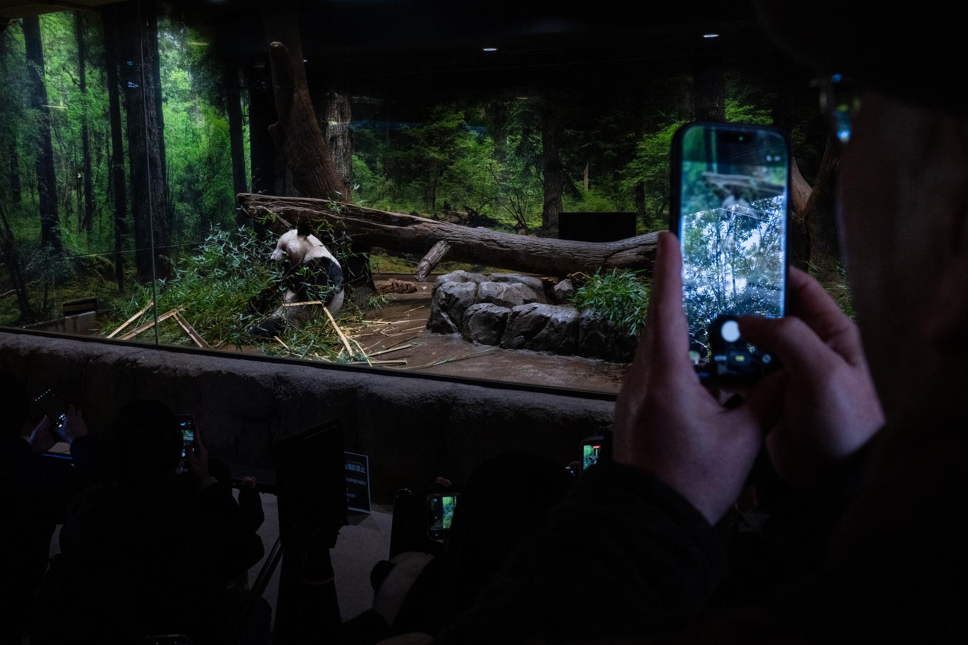 Visitors take photographs of giant panda Lei Lei in its enclosure on the final day of public viewing on Sunday. (AP Photo/Louise Delmotte)