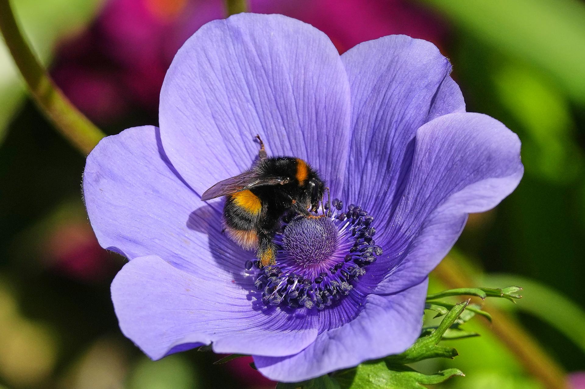 A bumblebee collects pollen from an Anemone Coronaria in Hyde Park in London on Thursday.