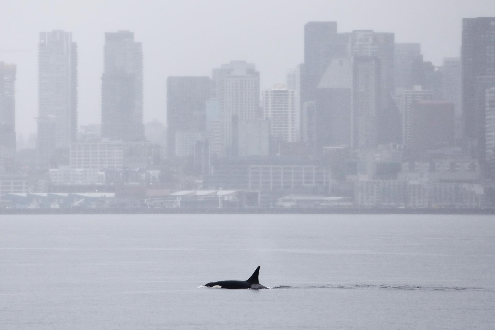 A killer whale swims in Elliott Bay in front of the downtown Seattle skyline on April 1. The orca is a part of a pod that had not been recorded by researchers in this region until this past month when three whales appeared in waters off British Columbia and Washington state. 