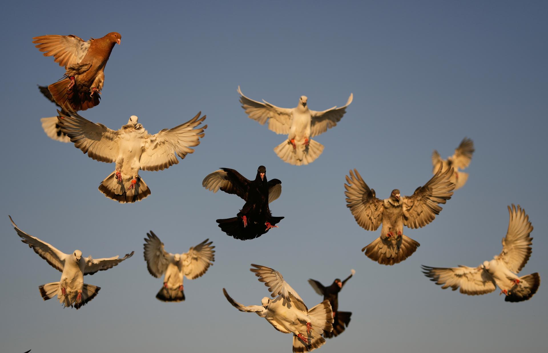 Pigeons circle above the rooftop of Loubna Hamdan and her husband Ibrahim Ammar in Beirut, Lebanon, in July. (AP Photo/Hassan Ammar)