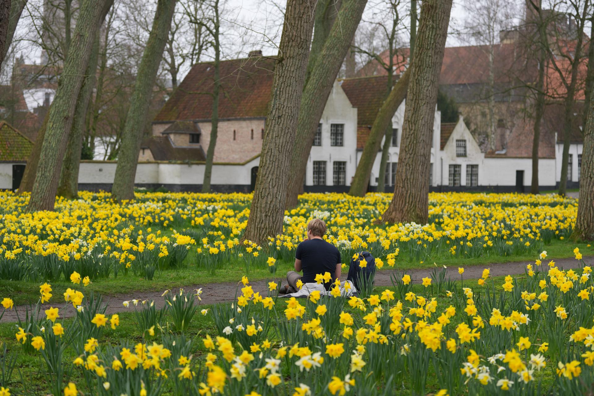 A visitor sits among the daffodils in the courtyard of the Beguinage Ten Wijngaerde of Bruges, Belgium, March 10.