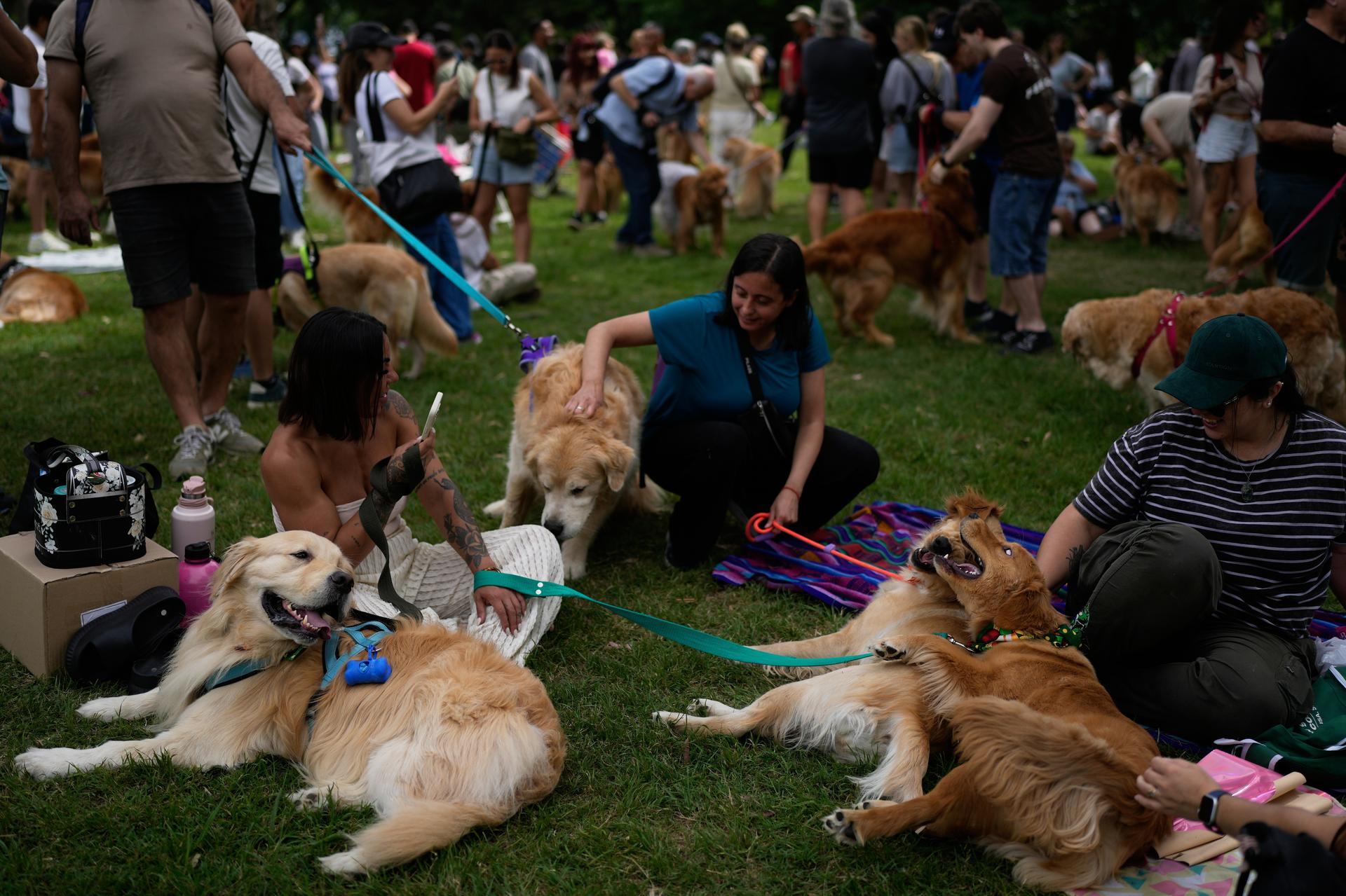 Golden Retrievers sit with their caretakers at a Palermo neighborhood park in Buenos Aires, Argentina, on Monday. (AP Photo/Natacha Pisarenko)