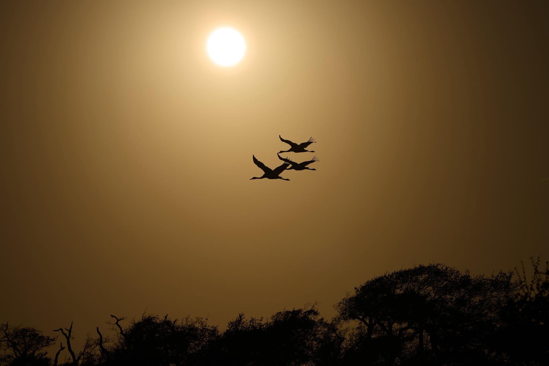 Whooping cranes fly in Rockport, Texas, on Dec. 11. (AP Photo/John Locher)