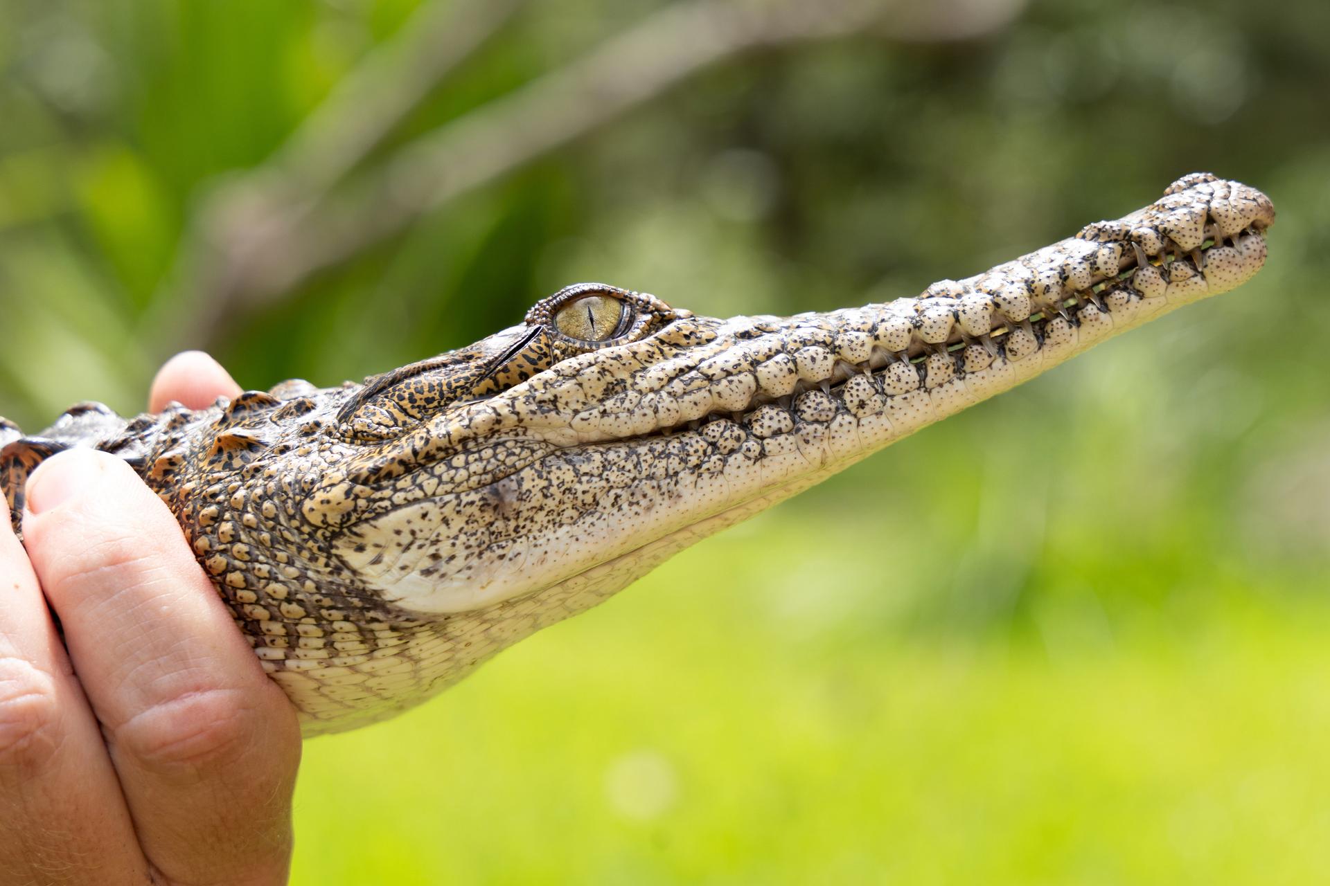 In this photo provided by Australian Reptile Park, a freshwater crocodile caught in a creek near Newcastle, Australia, Monday.