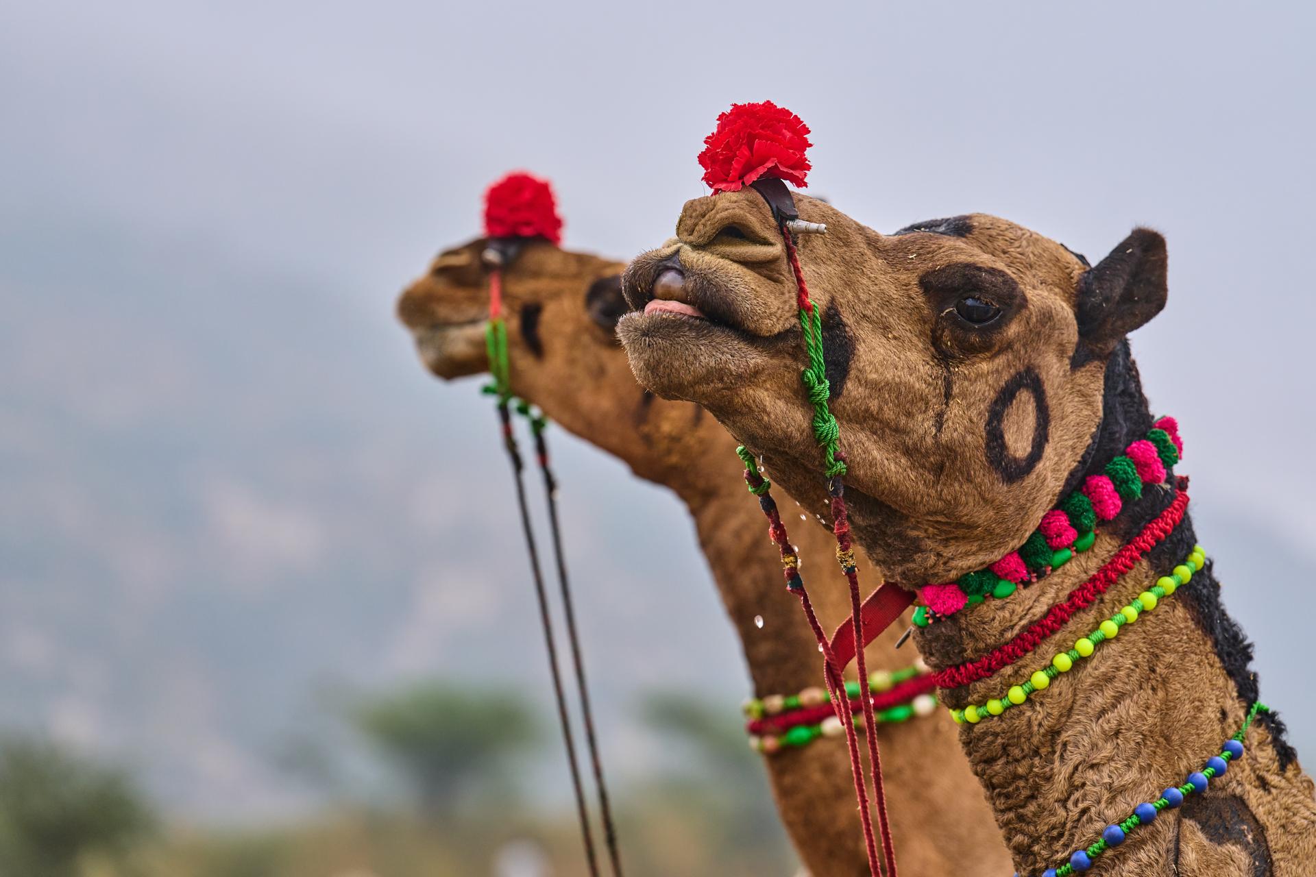 Decorated camels at the annual cattle fair in Pushkar, in the western Indian state of Rajasthan, Tuesday.