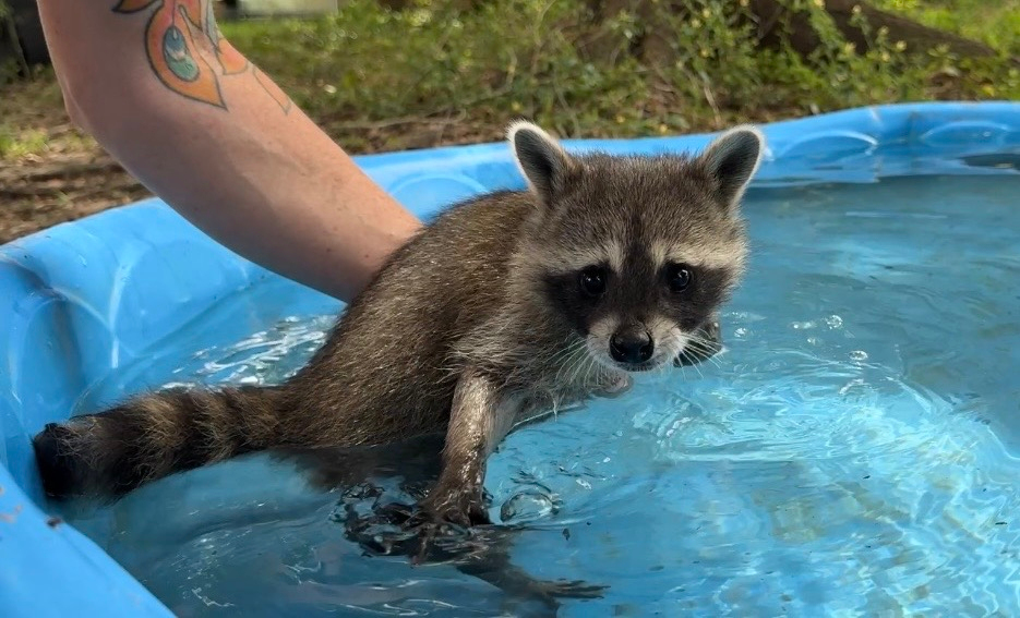 A raccoon kit practices swimming while supported by Woodside Wildlife Rescue Director Raquel Priest, on Sept. 1, in Pass Christian, Miss.
