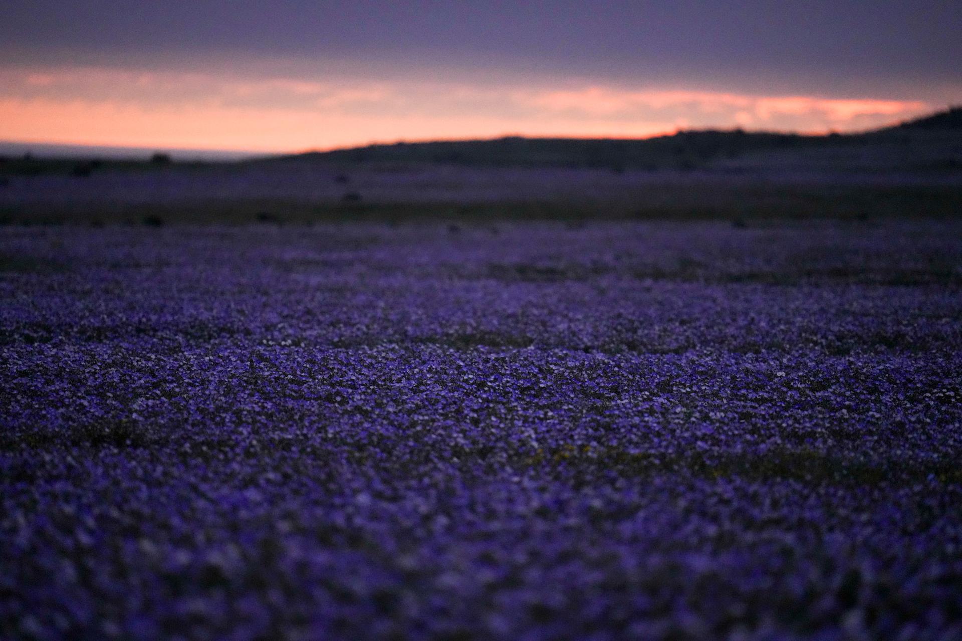 Flowers cover the Atacama Desert after rains near Copiapo, Chile, Sept. 24. 