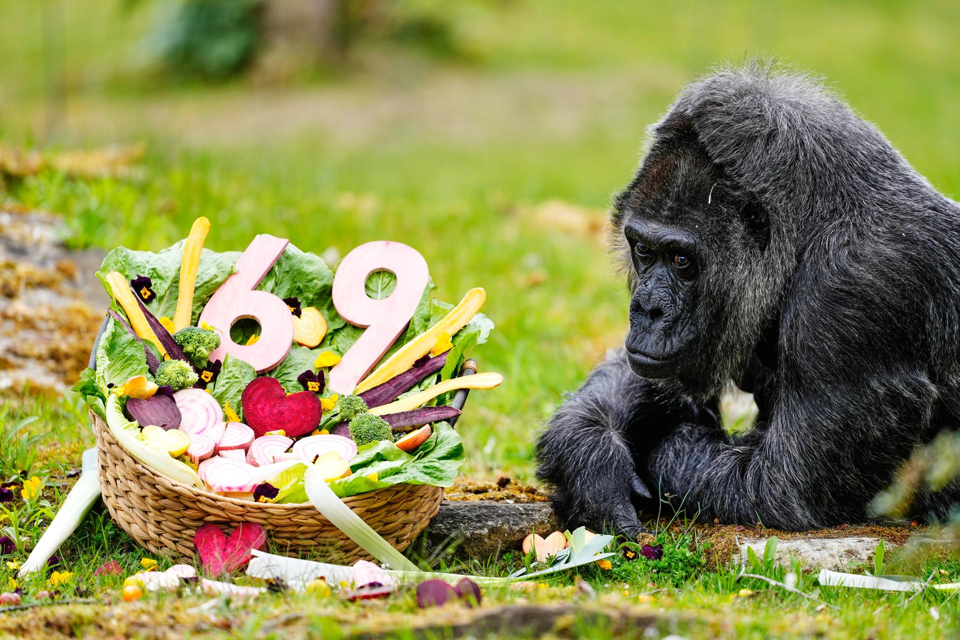 Fatou, the oldest of Berlin’s zoo and also believed to be the world's oldest gorilla, eats vegetables to celebrate her 69th birthday in Berlin, Germany on Monday.