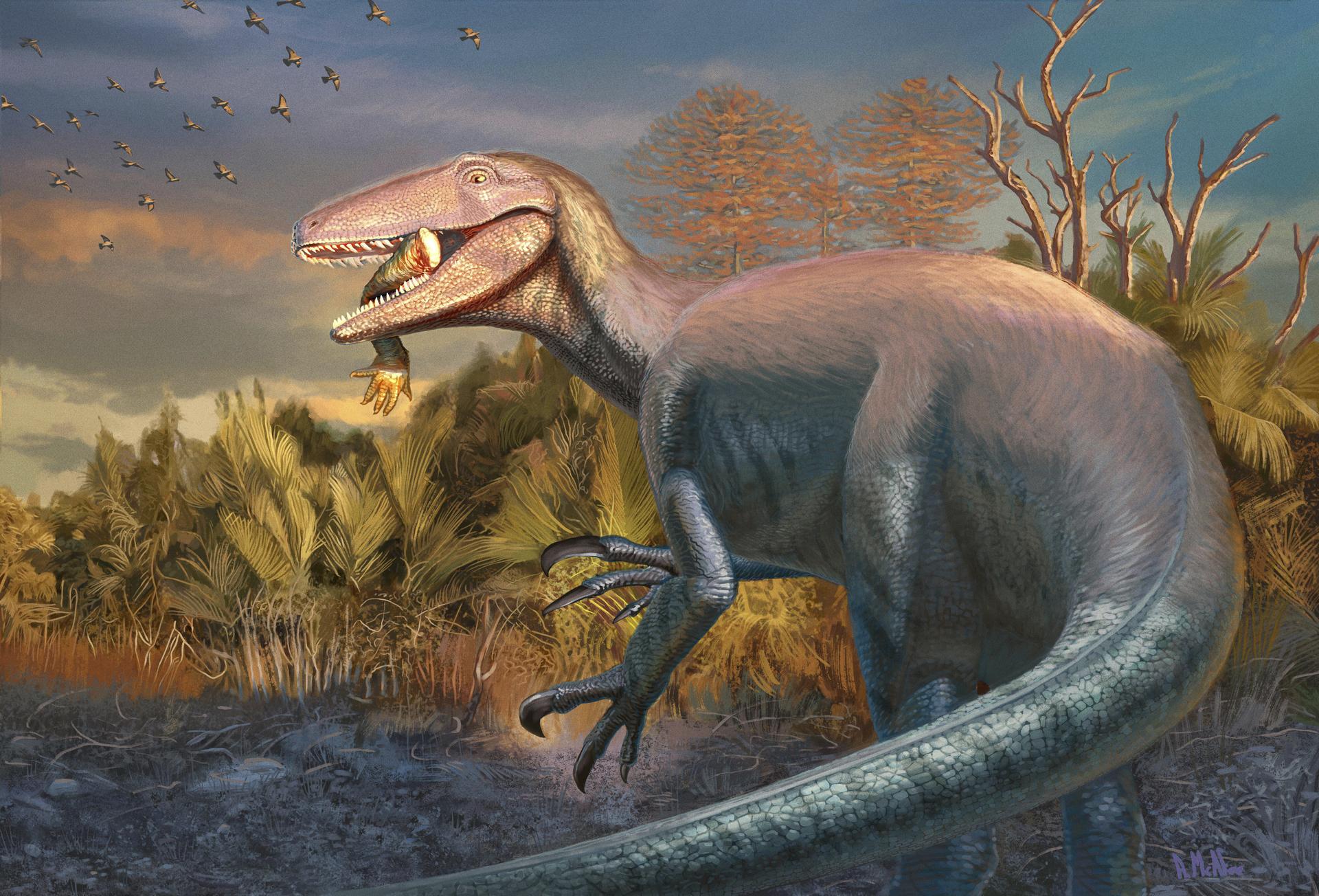 This image shows an artist's illustration of the newly discovered dinosaur Joaquinraptor casali. (Andrew McAfee, Carnegie Museum of Natural History via AP)