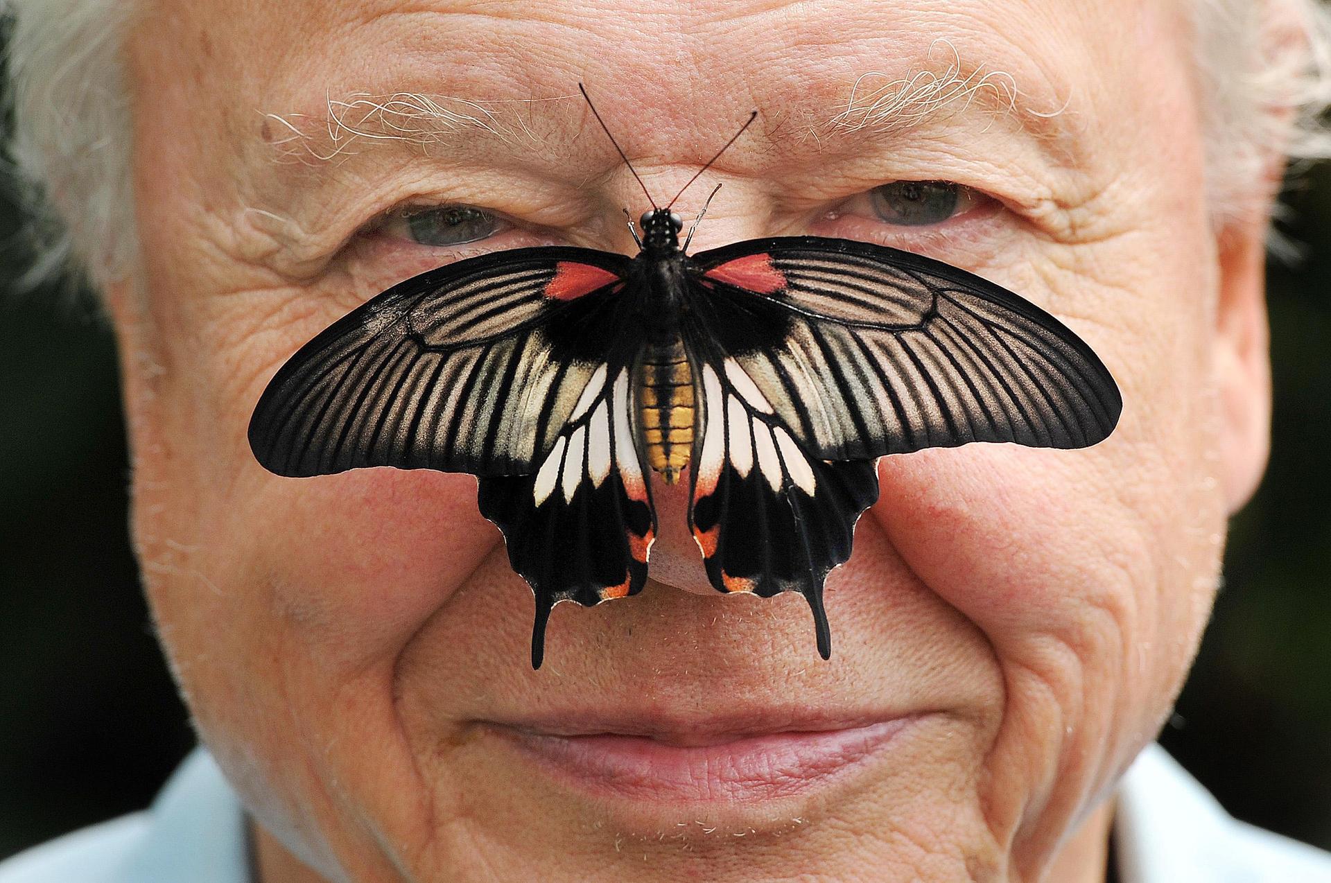 Sir David Attenborough poses for a photo with a south east Asian Great Mormon Butterfly on his nose, as he launches the Big Butterfly count at London Zoo in 2012.