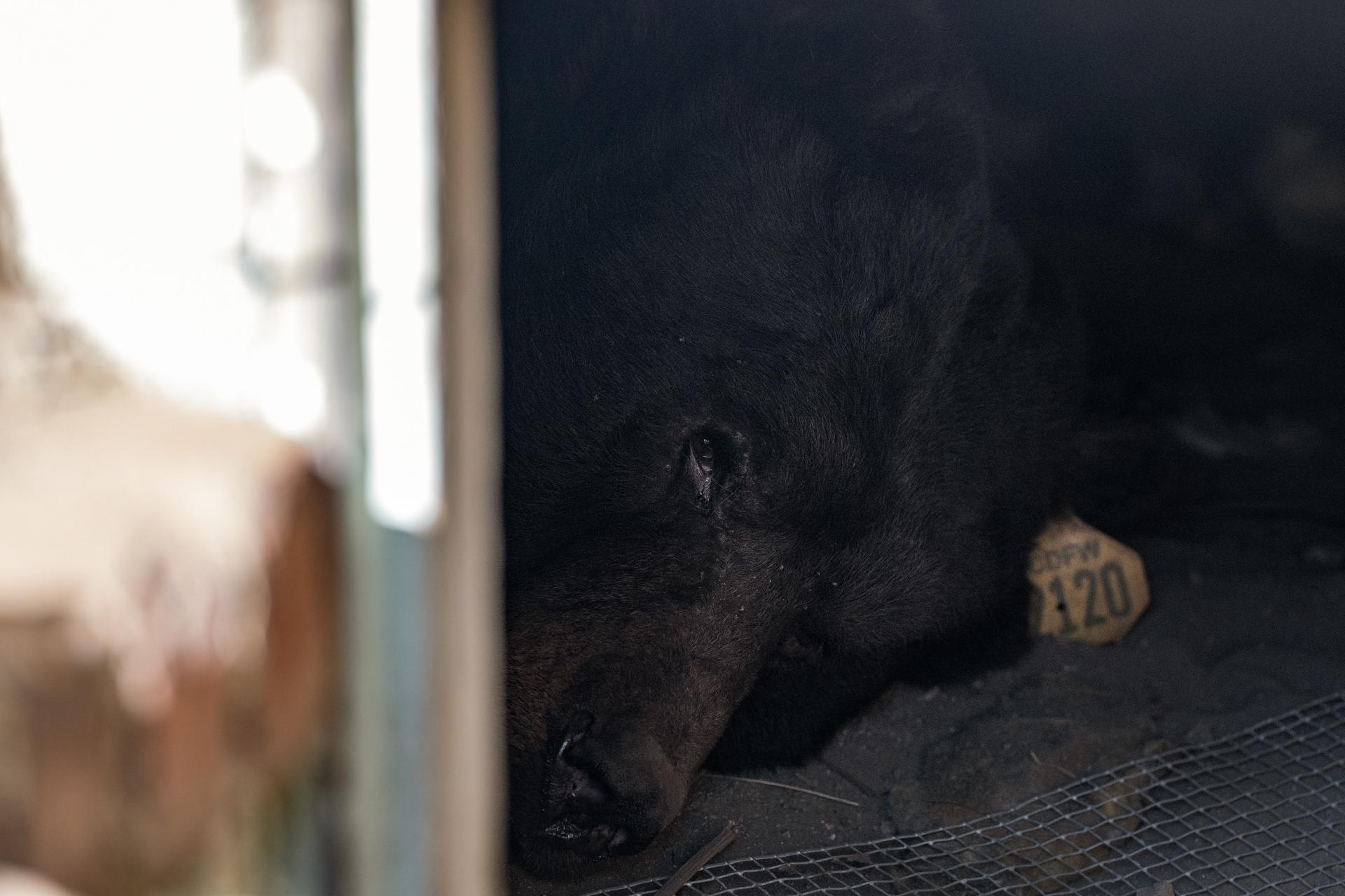 A bear lies inside a crawl space beneath a home in Altadena, Calif., on Monday. (AP Photo/Jae C. Hong)