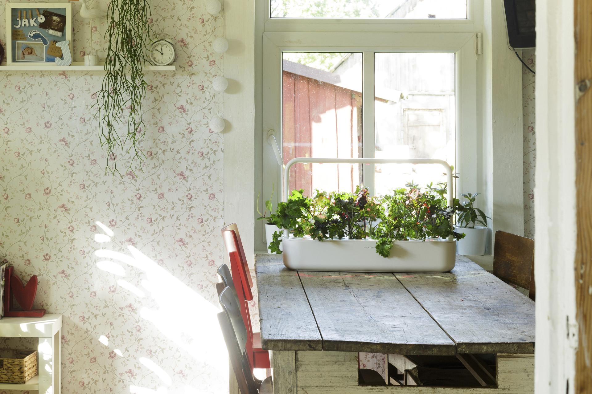 Plants growing in a smart garden on a table beside a window.