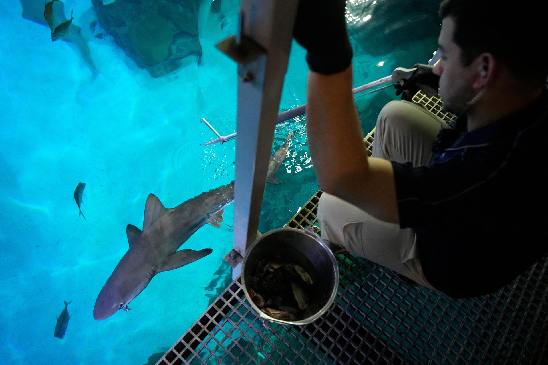 Aquarist Robert LeSage feeds a shark in the Shark Reef Aquarium at the Mandalay Bay hotel-casino in Las Vegas, March 11.