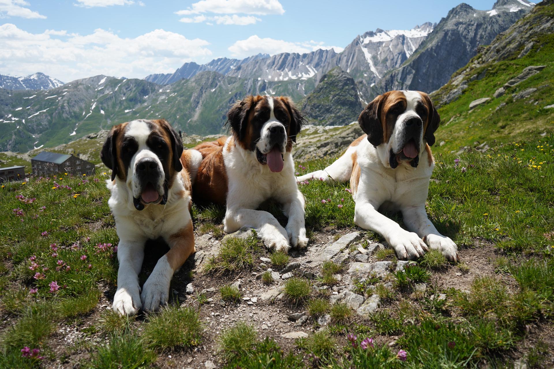 St. Bernard dogs from the Barry foundation lie in the hills at the St. Bernard Pass, Switzerland, June 22.