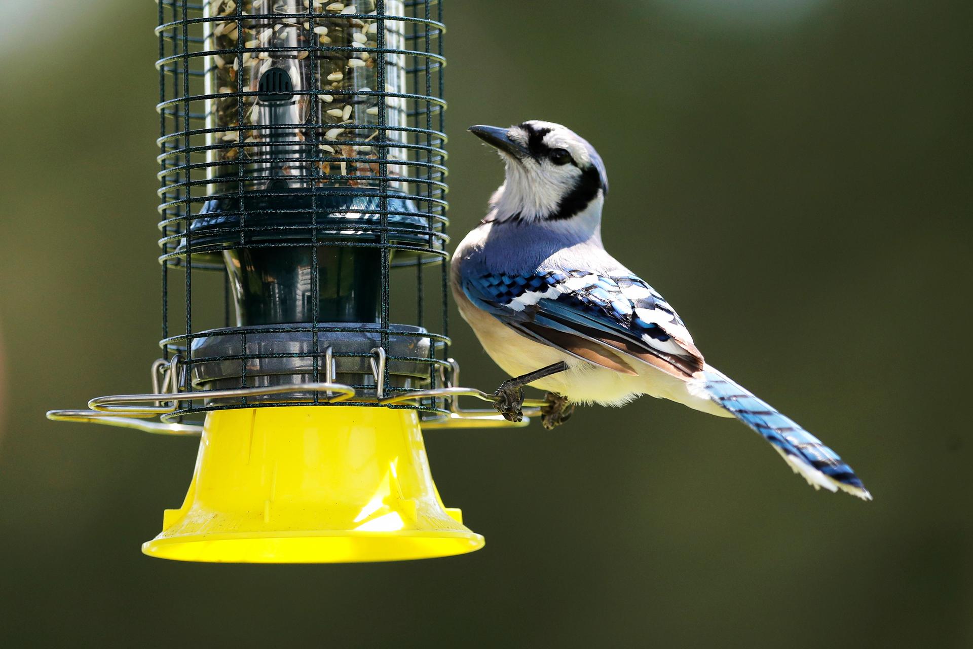 A blue jay appears on a feeder in Maryland in May 2020. (AP Photo/Julio Cortez)