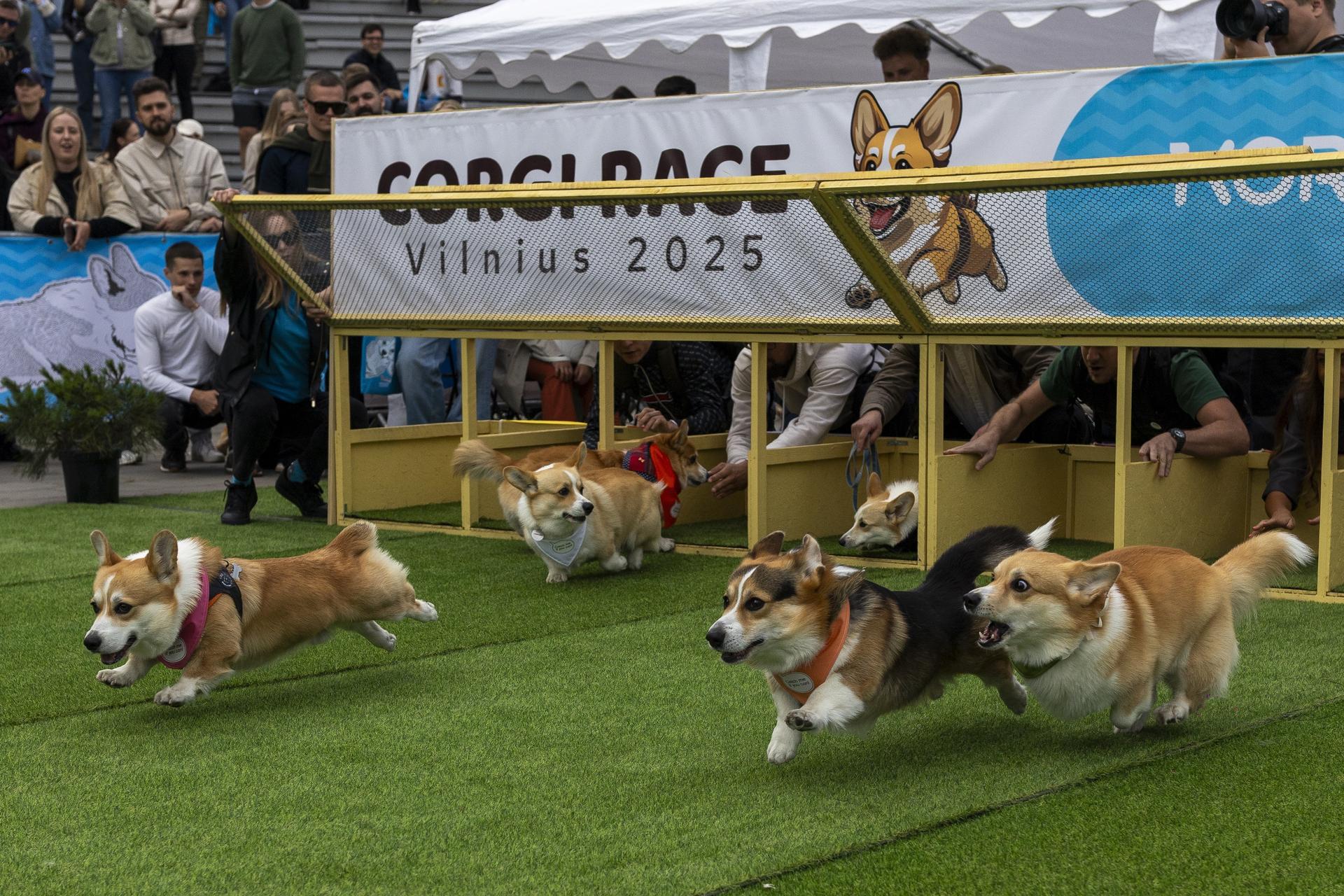 Corgis race during the Corgi Race Vilnius 2025 event in Vilnius, Lithuania, Saturday.