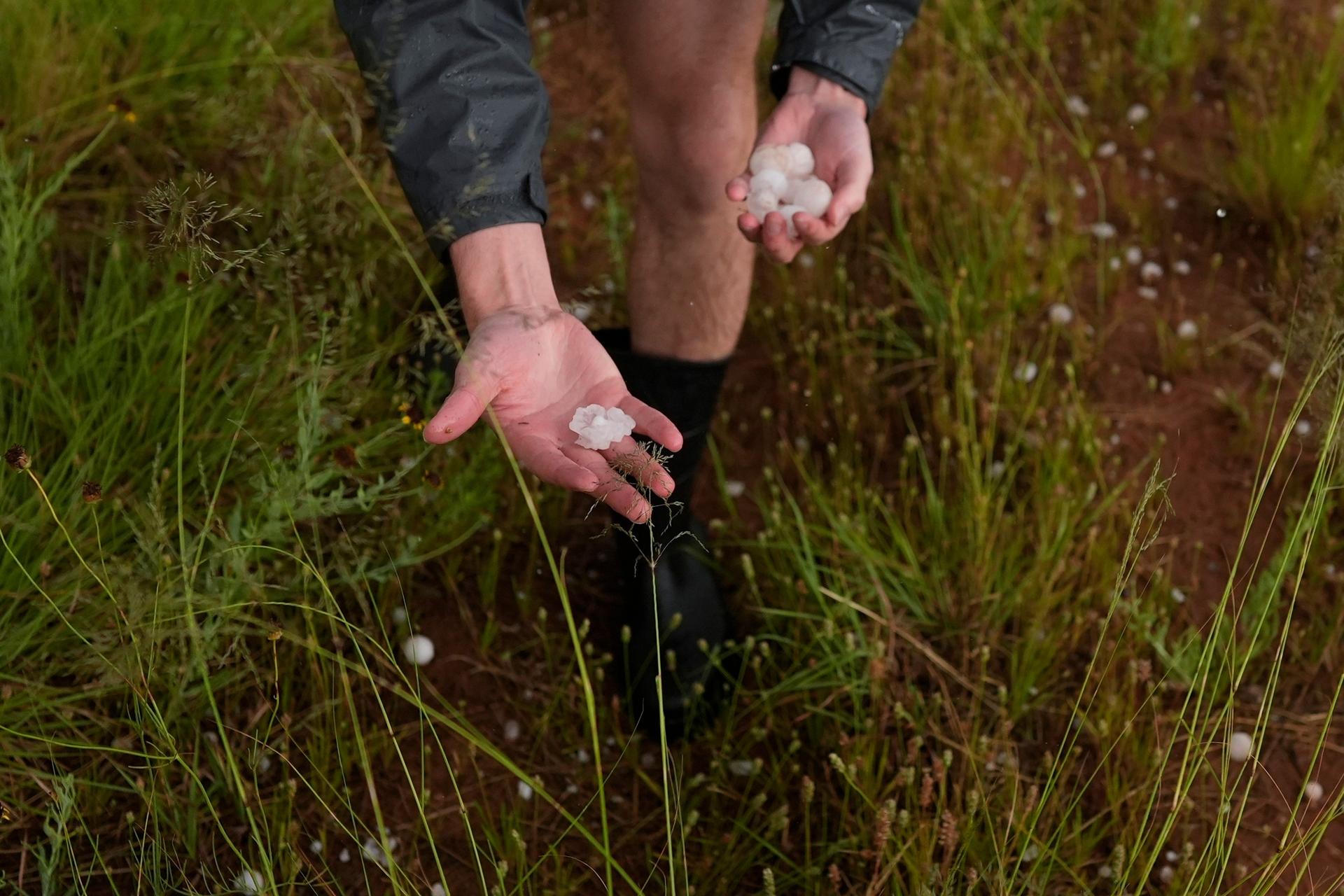 Tony Illenden, a member of Northern Illinois University's Husky Hail Hunter team, picks up hail during a Project ICECHIP operation in 2025, near Morton, Texas. (AP Photo/Carolyn Kaster)