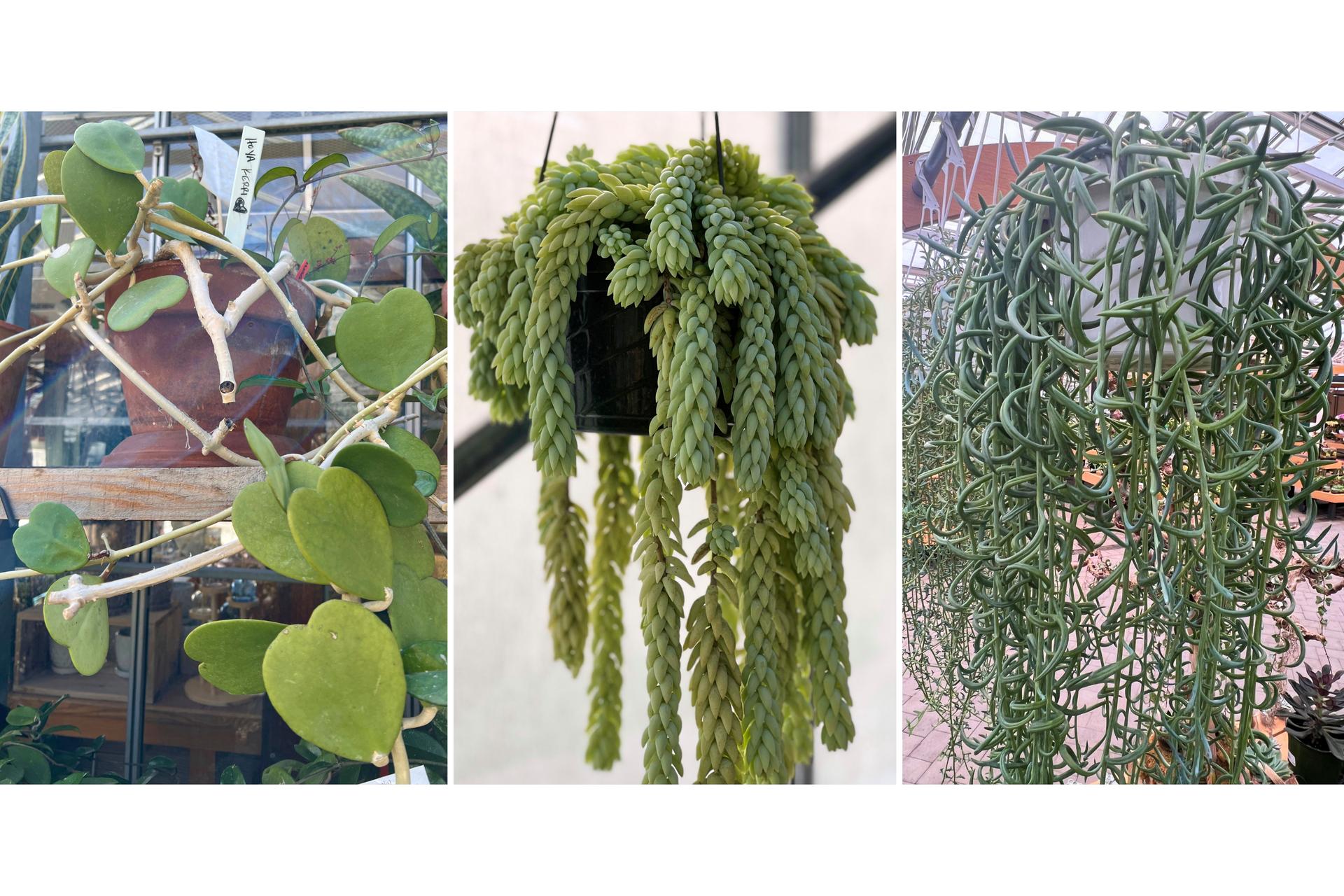 This combination of photos show various succulents, from left, a sweetheart plant, a burro’s tail plant and a string of dolphins plant. (Jessica Damiano via AP)