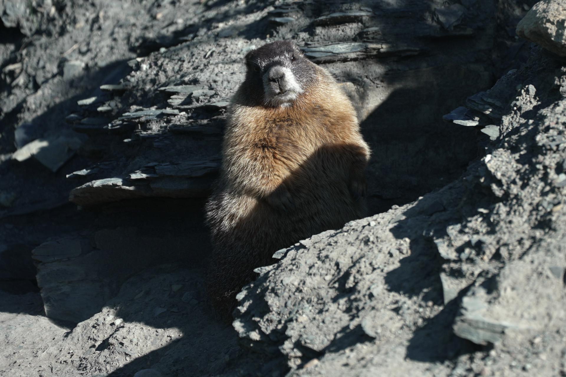 A marmot named 9 sits outside of her den, Aug. 6, 2026, in Gothic, Colo.