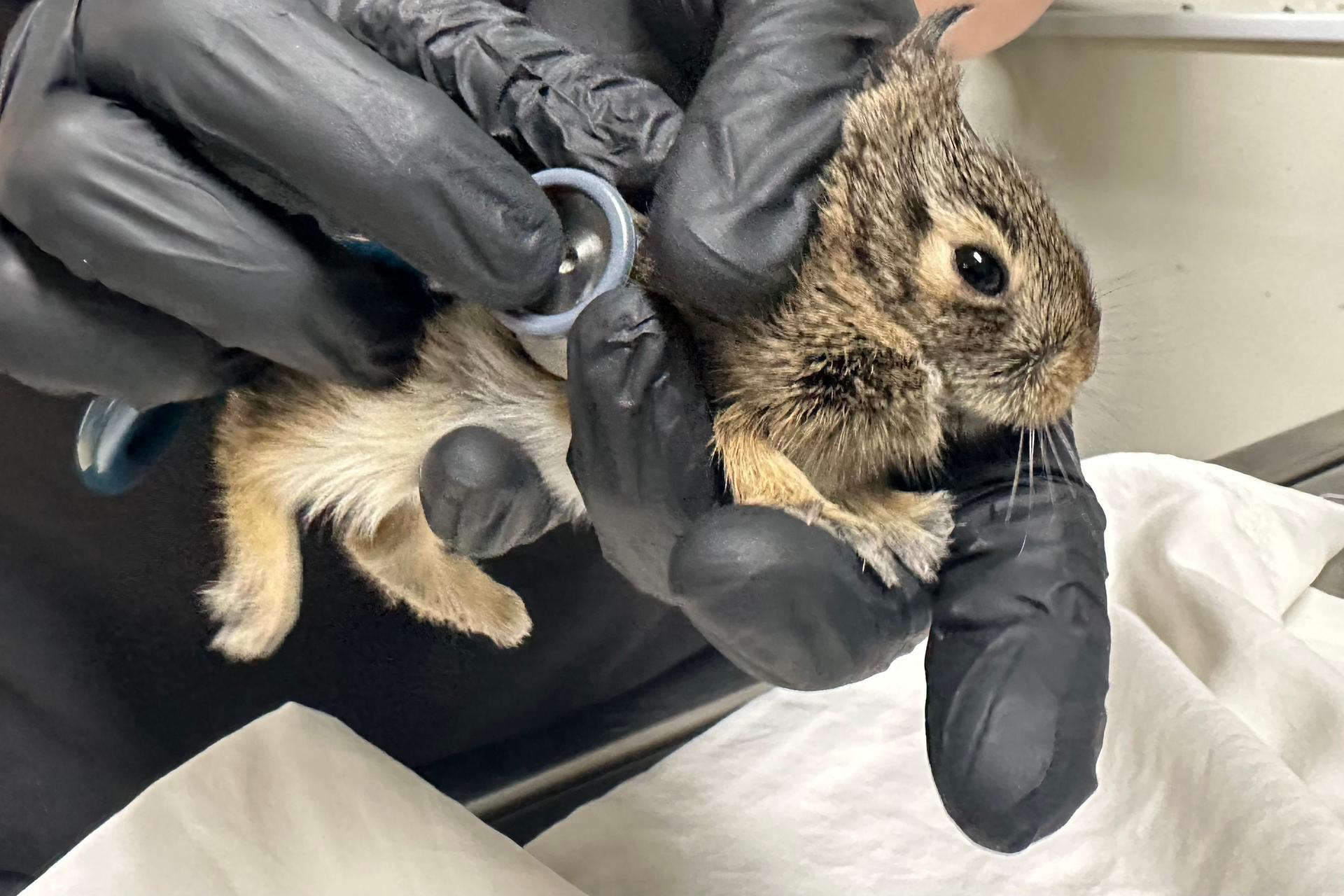 Wildlife Rehabilitation Center of Minnesota medical director Dr. Agnes Hutchinson examines a baby rabbit that was brought into the center on Thursday. (AP Photo/Mark Vancleave)