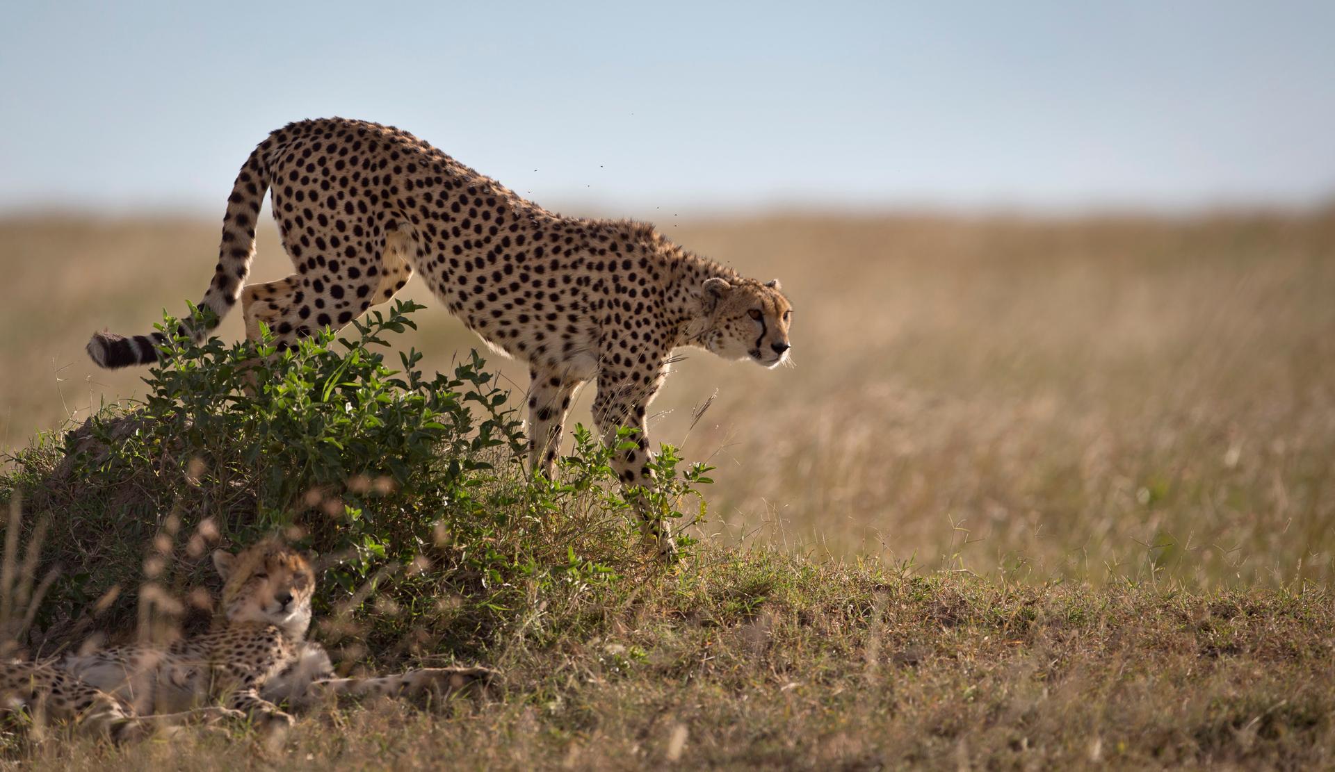 A cheetah descends from on top of a mound in the savannah of the Maasai Mara, Kenya, 2015.