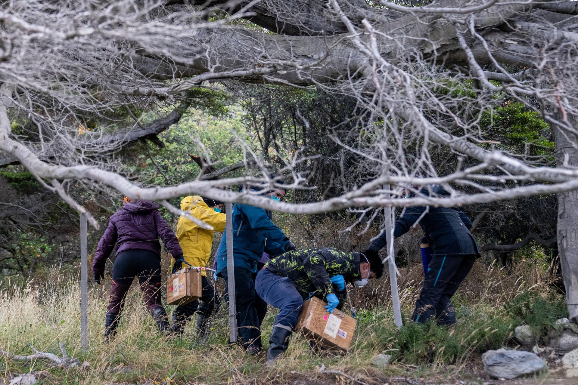 Argentine scientists collect traps placed at different points across Ushuaia, Argentina, on Tuesday. (AP Photo/Lujan Agusti)