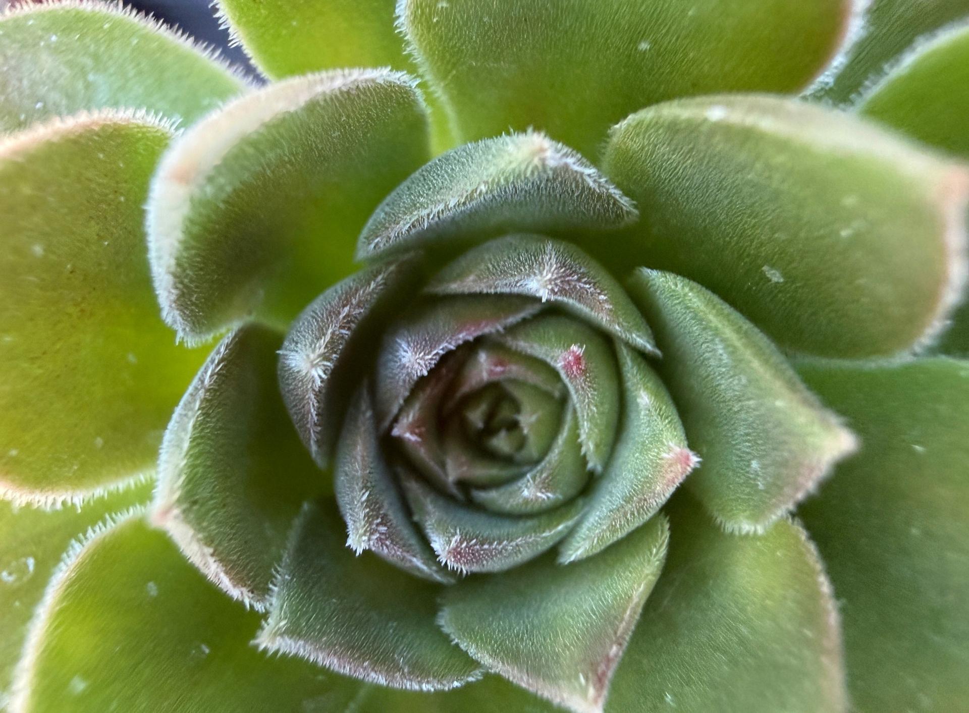 A succulent rosette is displayed in Tucson, Ariz., 2025.