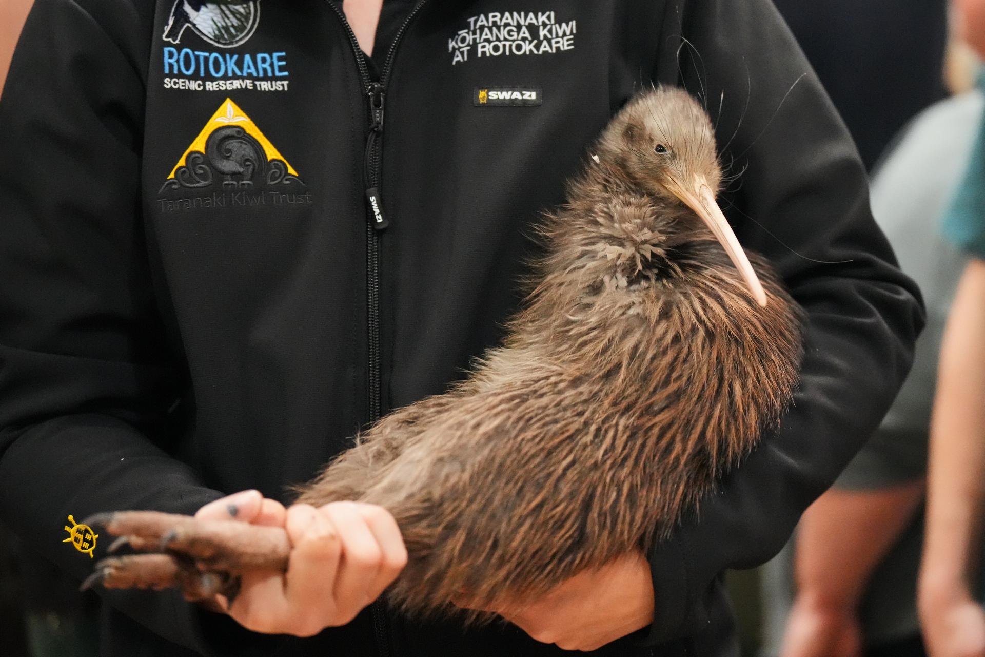 A staff member of a conservation organization carries a kiwi bird during an event at Parliament in Wellington, New Zealand, Tuesday.