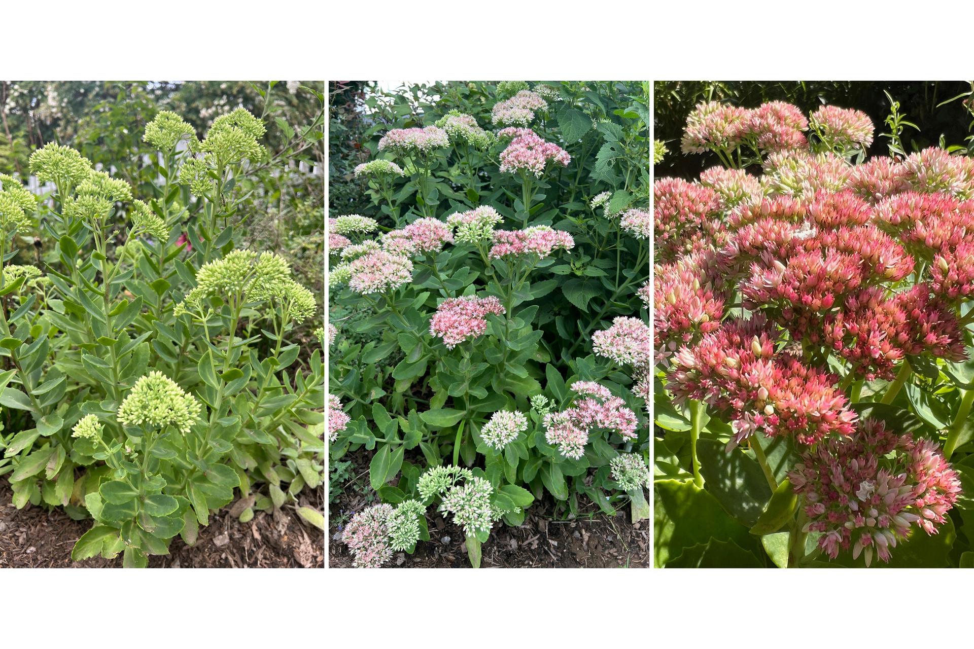 Various Sedum Autumn Joy on Long Island, N.Y. The plant’s flowers emerge green in spring, gradually take on a pinkish hue that darkens as summer progresses, then turn a seasonally appropriate maroon in fall. 
