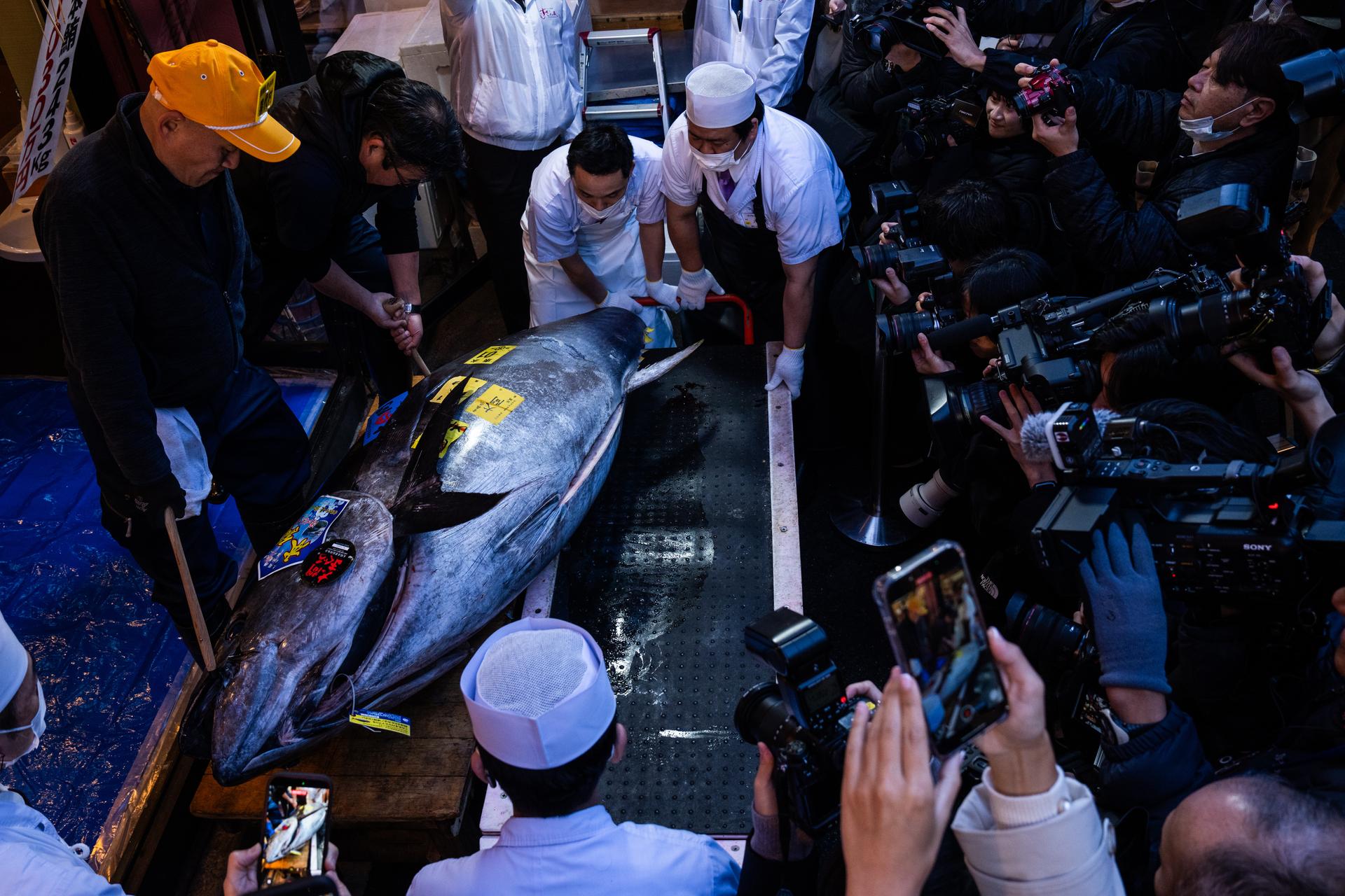 A bluefin tuna that won the highest bid at the annual New Year auction is carried to a Sushi Zanmai restaurant in Tokyo, Monday.