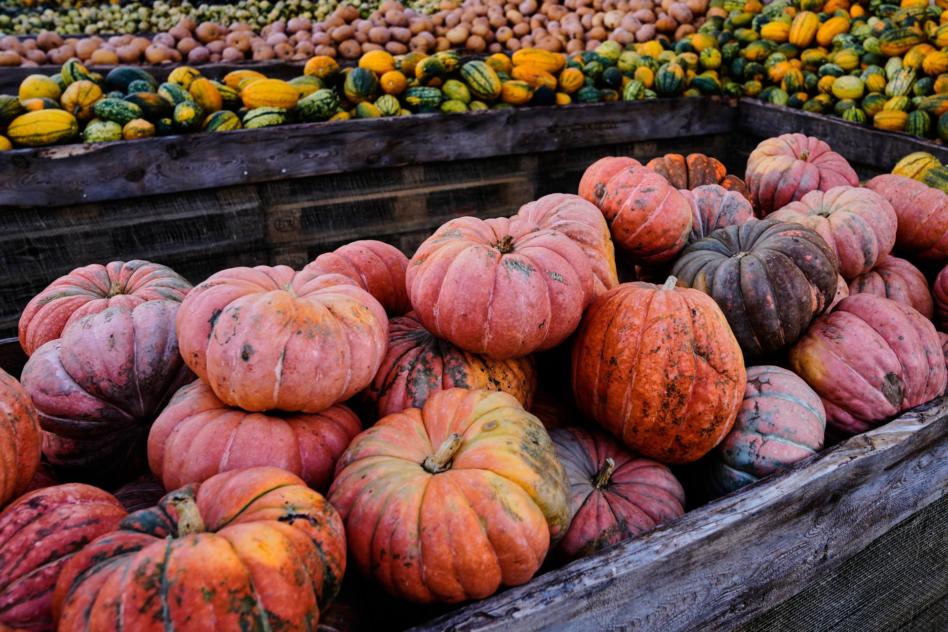 Pumpkins are displayed for sale at Klaistow farm's annual pumpkin festival near Berlin, Germany on Tuesday. (AP Photo/Markus Schreiber).