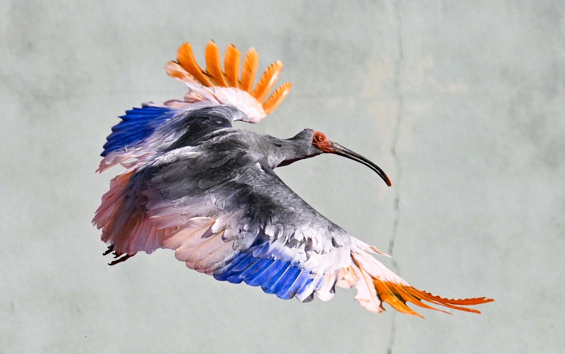 A crested Ibis flies as it was released into the wild during an event in Hakui, Japan, Sunday.