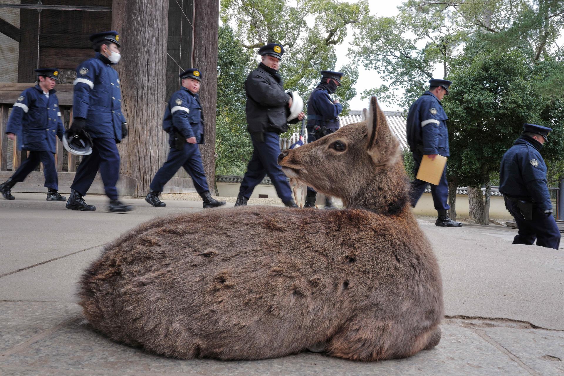 A deer rests at Todaiji temple in Nara, western Japan, on Wednesday. (AP Photo/Eugene Hoshiko)