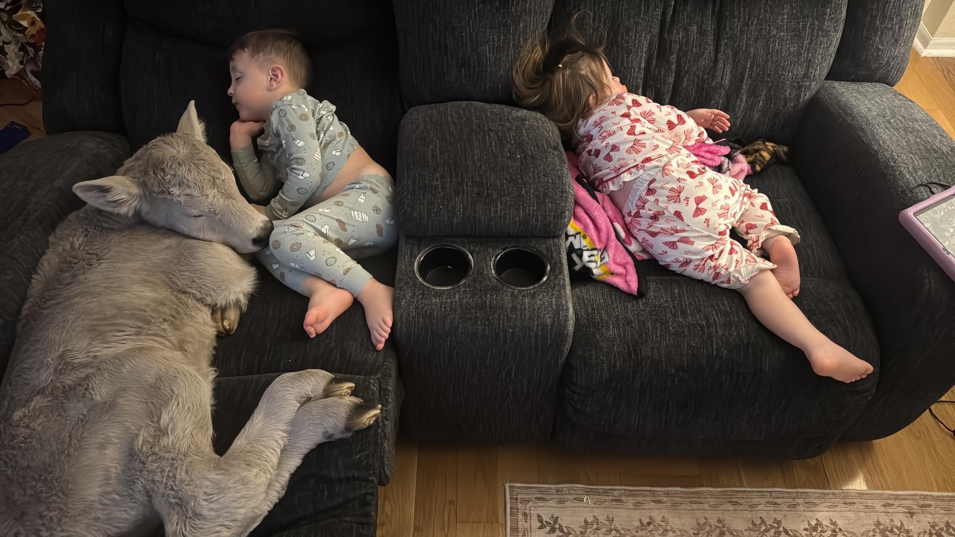 In this photo provided by Macey Sorrell, 3-year-old Gregory Sorrell cuddles with a calf his family brought indoors during extreme cold temperatures in Mount Sterling, Ky., on Saturday. At right is his sister, Charlee Sorrell, 2.