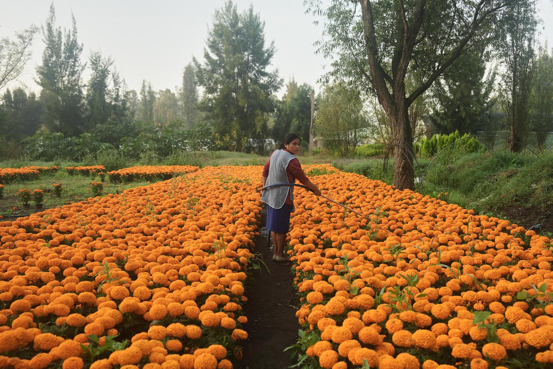 Flor Jimenez waters her crop of cempasuchil flowers in preparation for Day of the Dead celebrations in Xochimilco on Oct. 16. (AP Photo/Claudia Rosel)