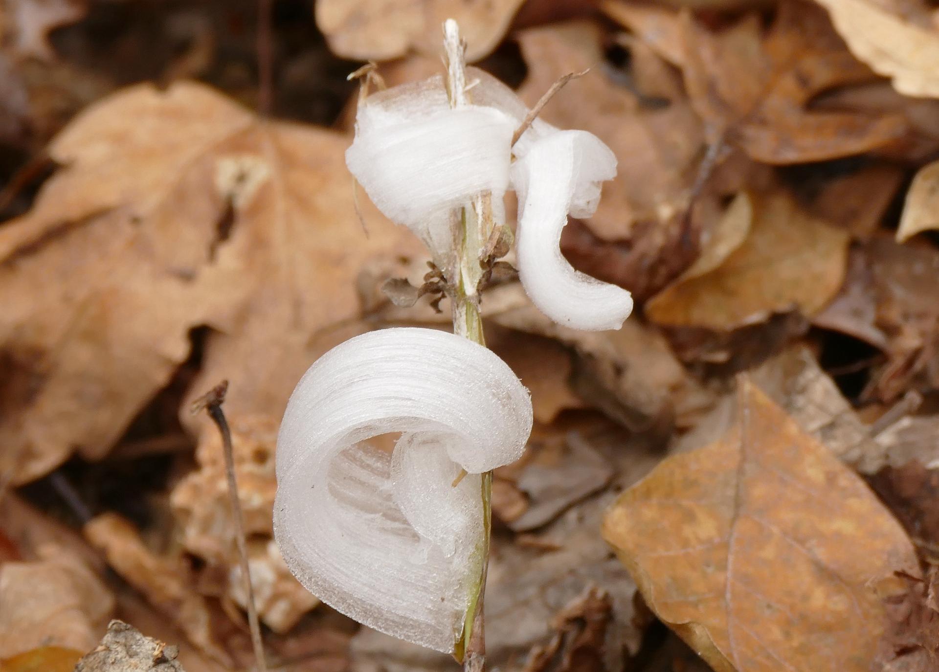 This photo provided by Alan Templeton shows a frost flower at the Weldon Spring Conservation area Tuesday, in St. Charles County, Mo.