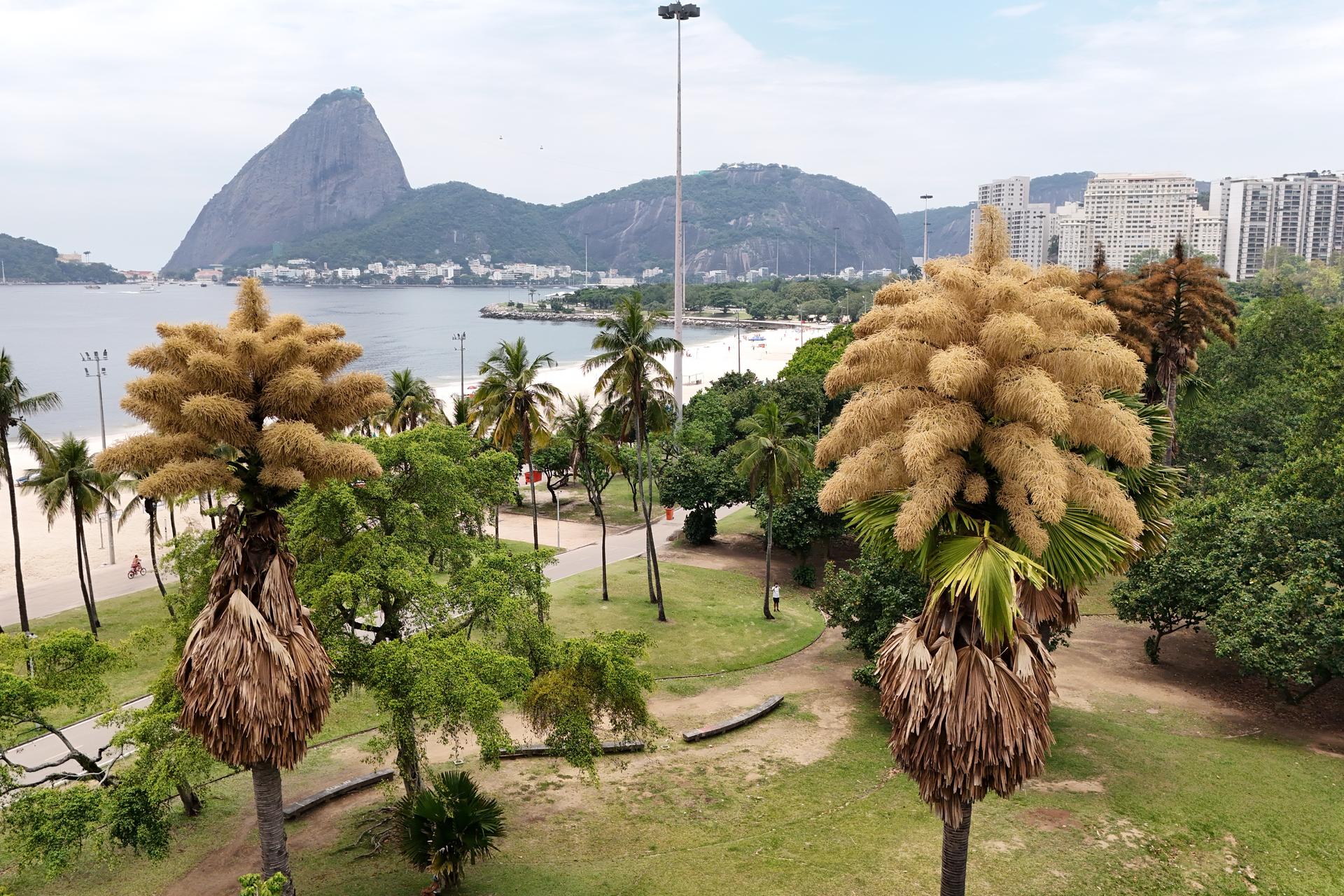 The Talipot palm trees, native to India and Sri Lanka, in bloom in Aterro do Flamengo, Rio de Janeiro, on Tuesday. (AP Photo/Lucas Dumphreys)