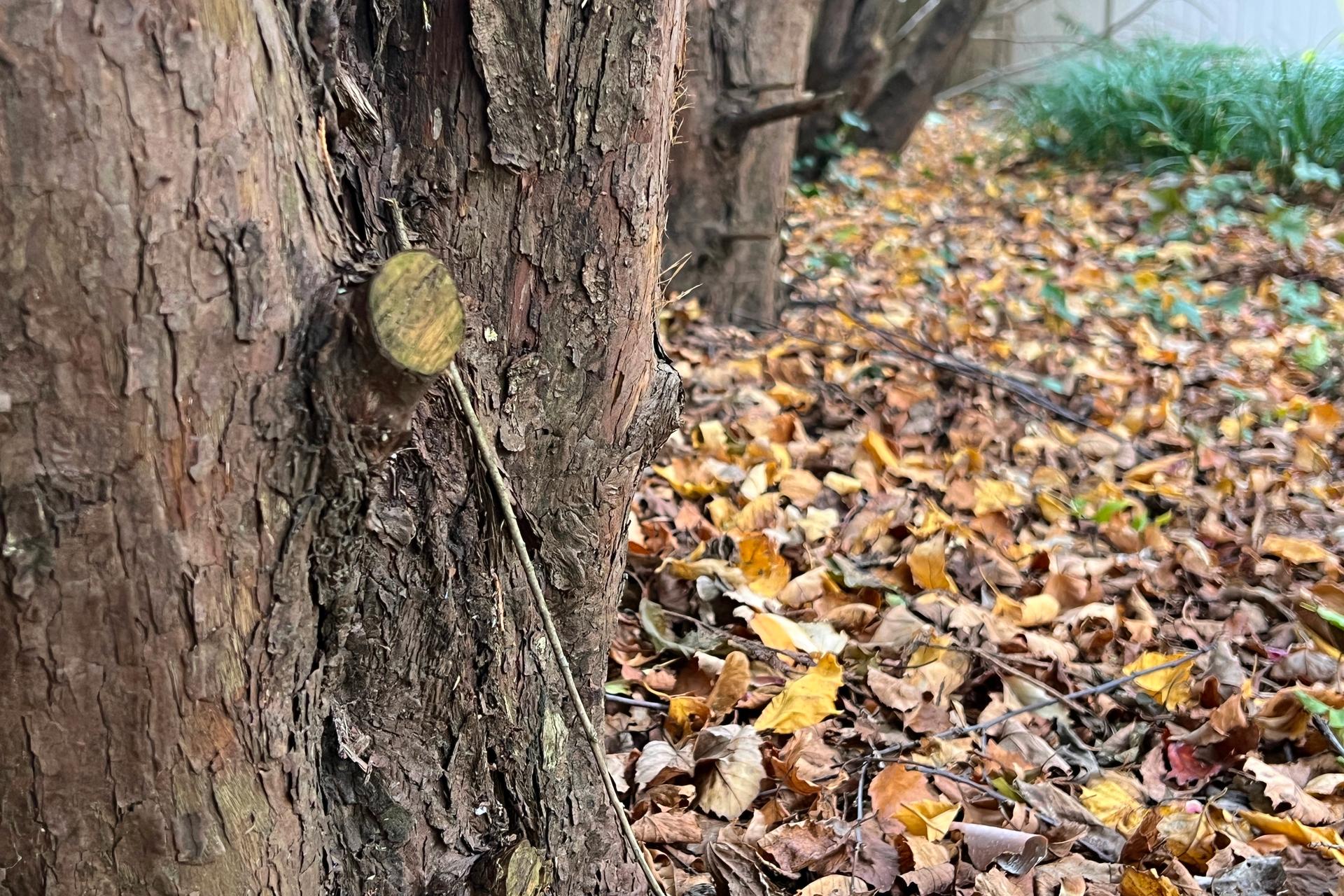 Fallen leaves cover the base of a row of trees at a garden in Long Island, N.Y., on Nov. 3, 2025.
