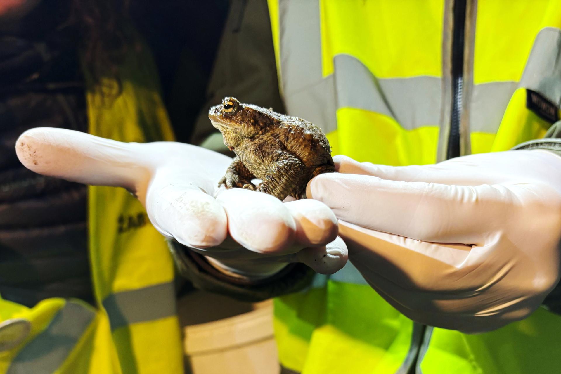 Biologist Krzysztof Klimaszewski holds a common toad during a ‘Frog Patrol’ in Otrebusy, Poland, March 30.