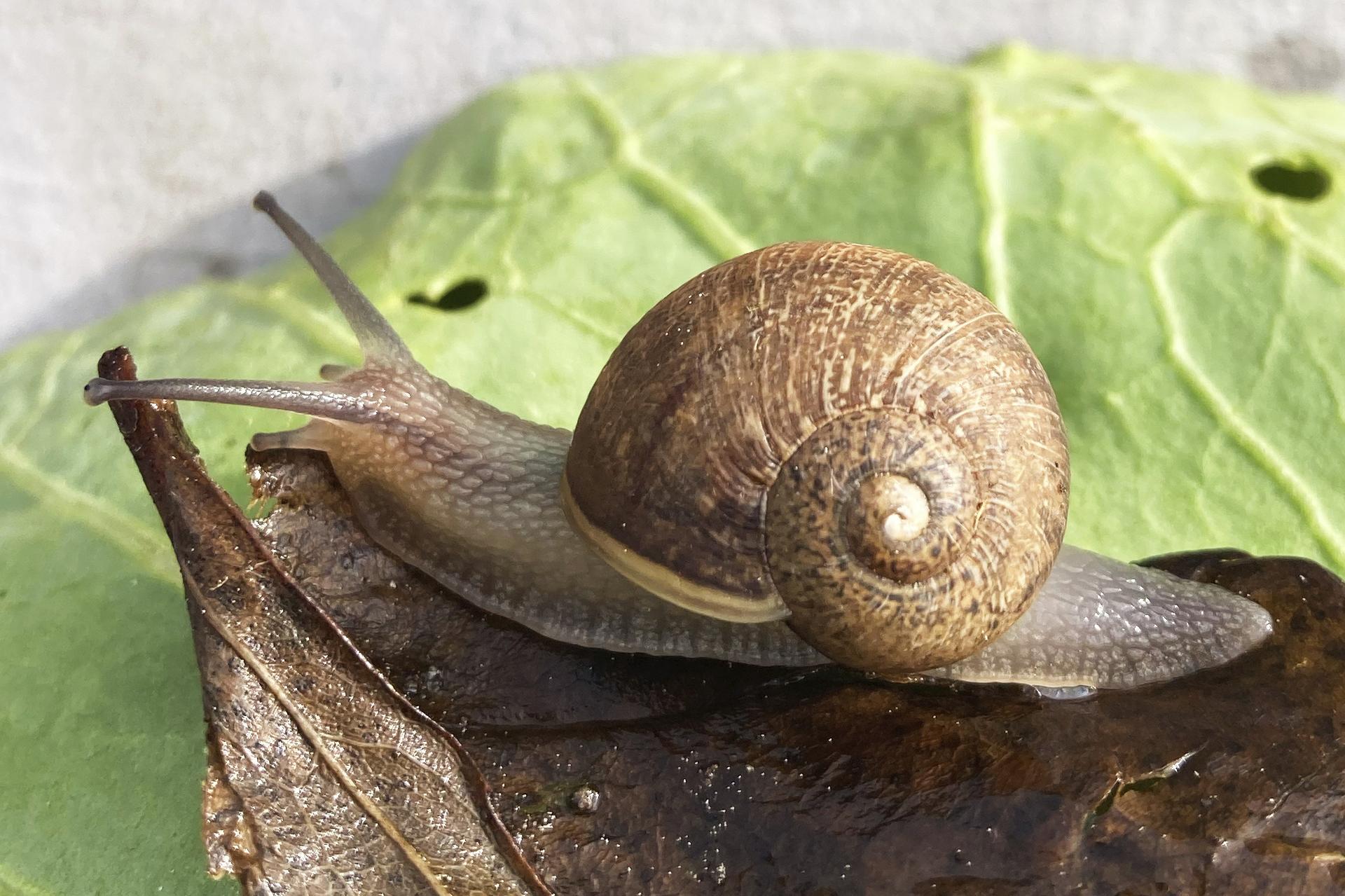 Ned, a pale-bodied snail, crawls across a leaf in a small town in the Waiararapa, New Zealand, in August. (Giselle Clarkson via AP)