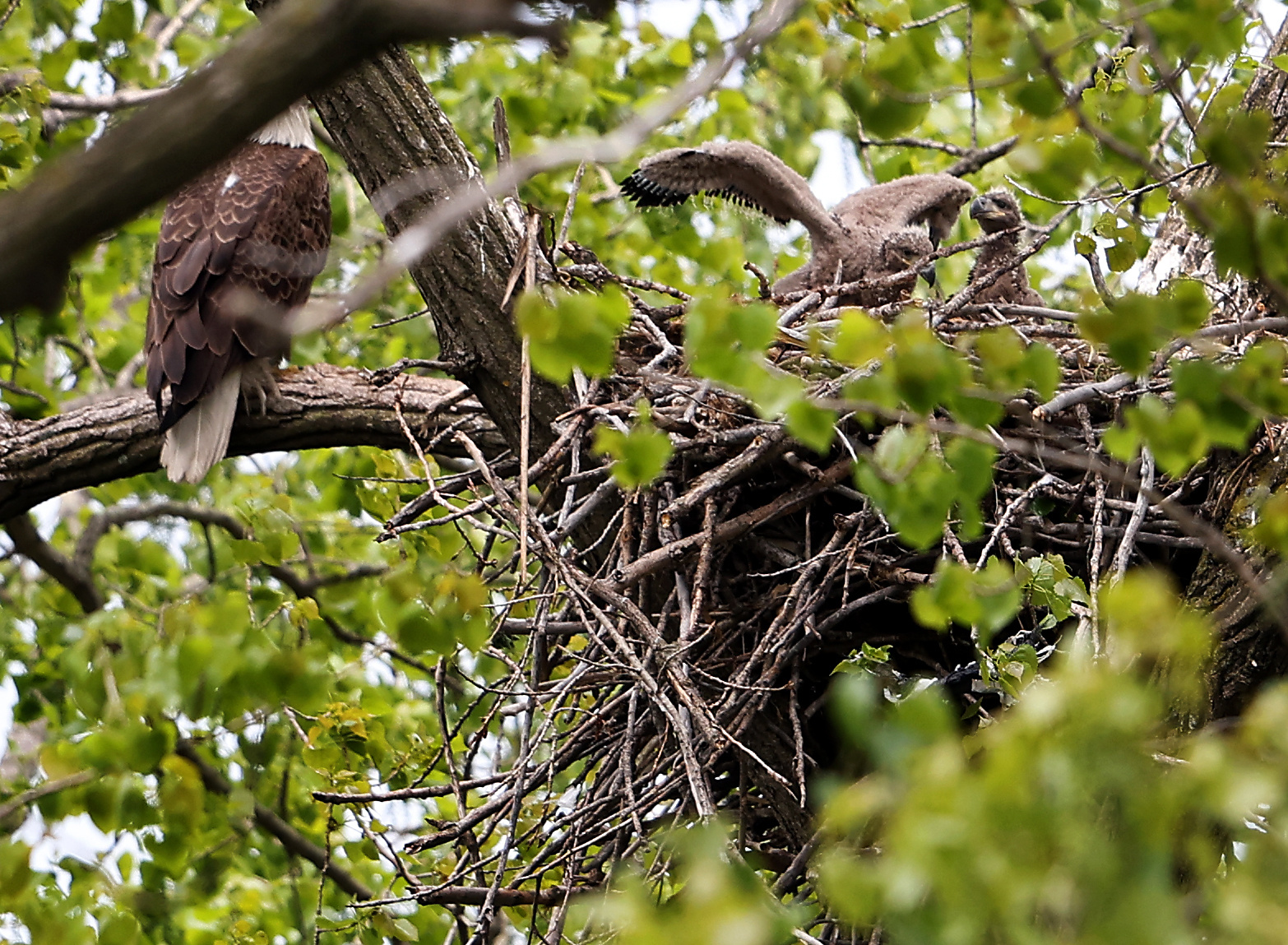 Two eaglets sit in their nest in Chicago’s South Deering neighborhood on May 7.