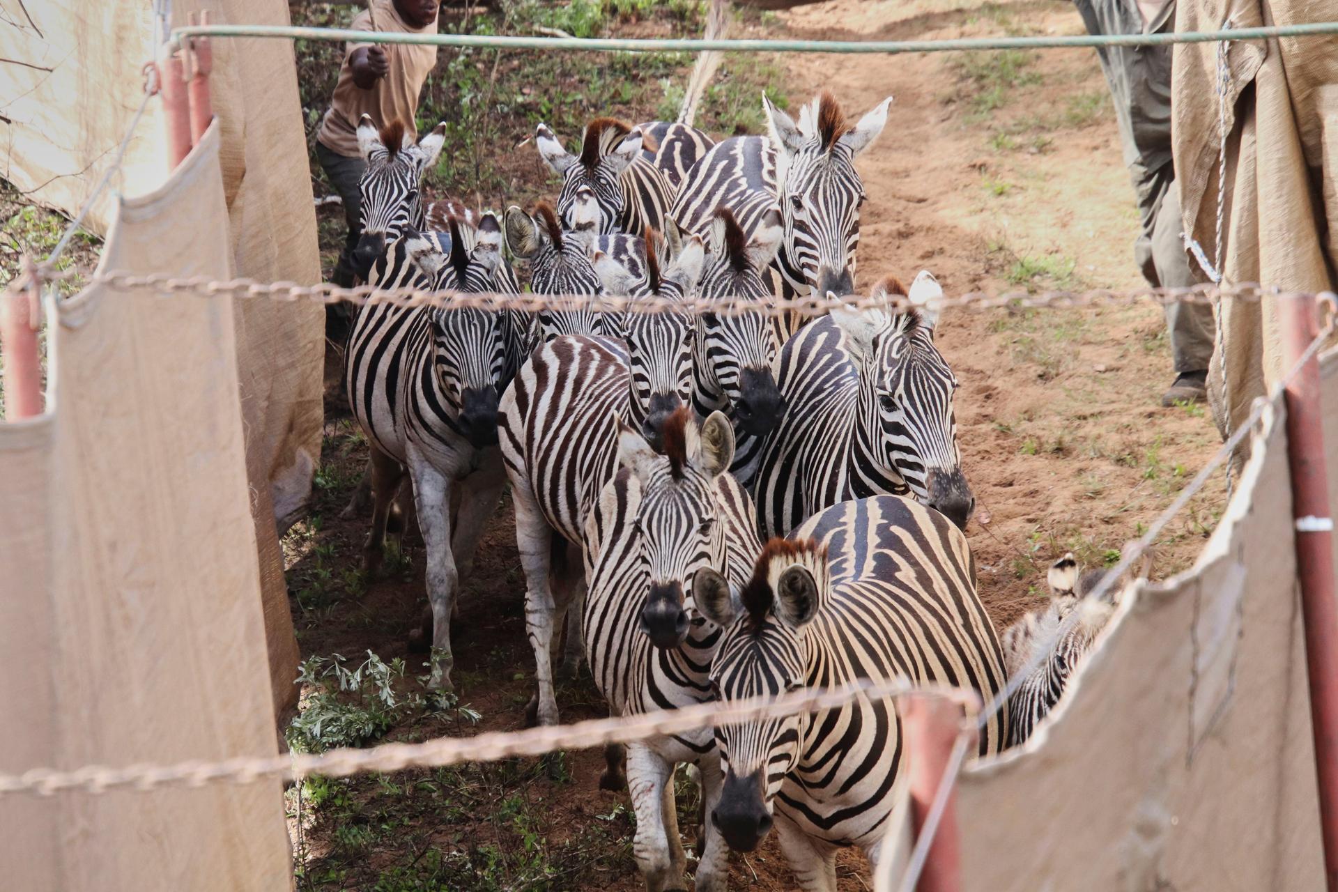Zebras are rounded up at Maputo National Park in Mozambique on Oct. 1 to be relocated to Banhine National Park. 